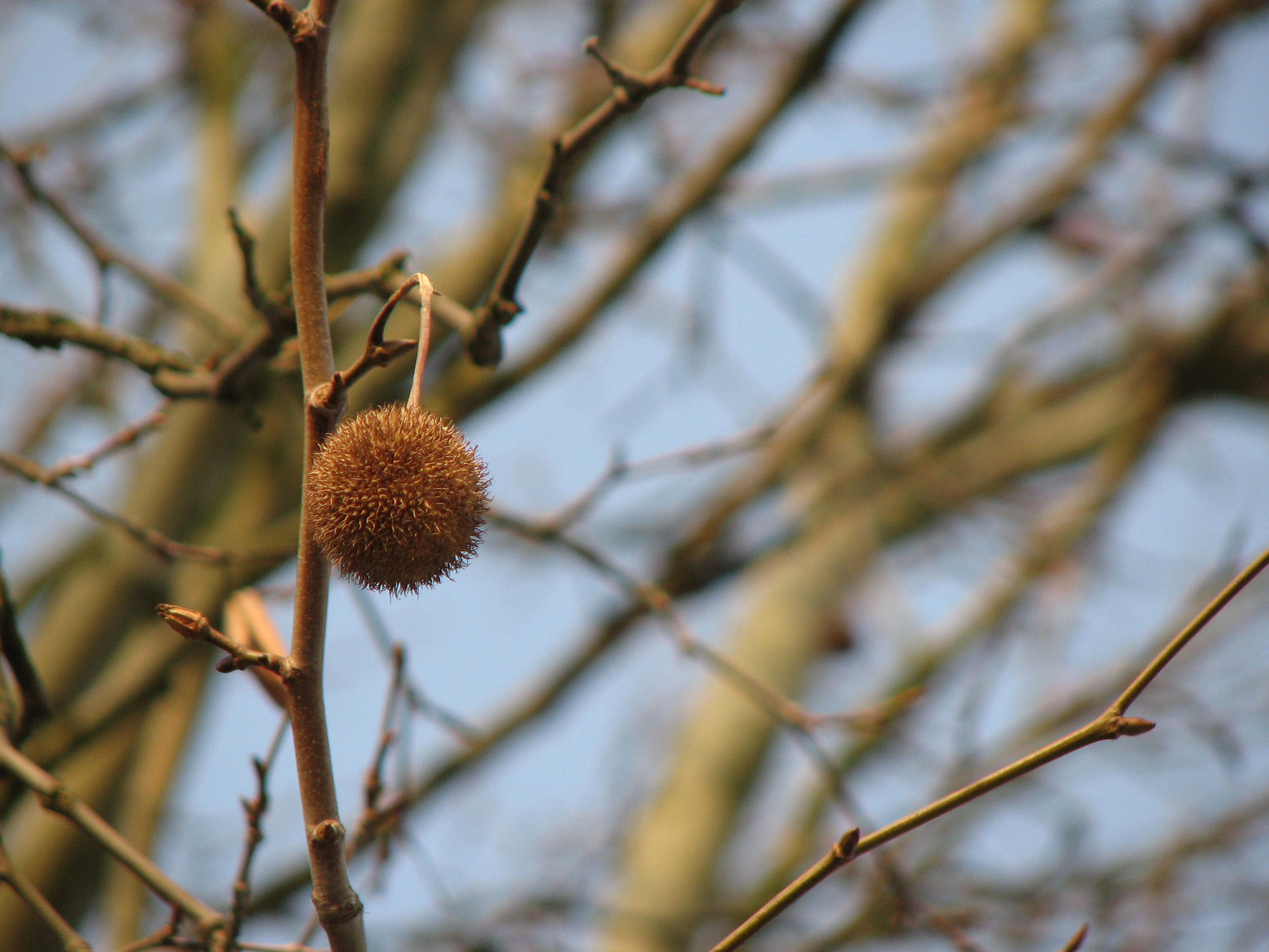 Morgenländische Platane