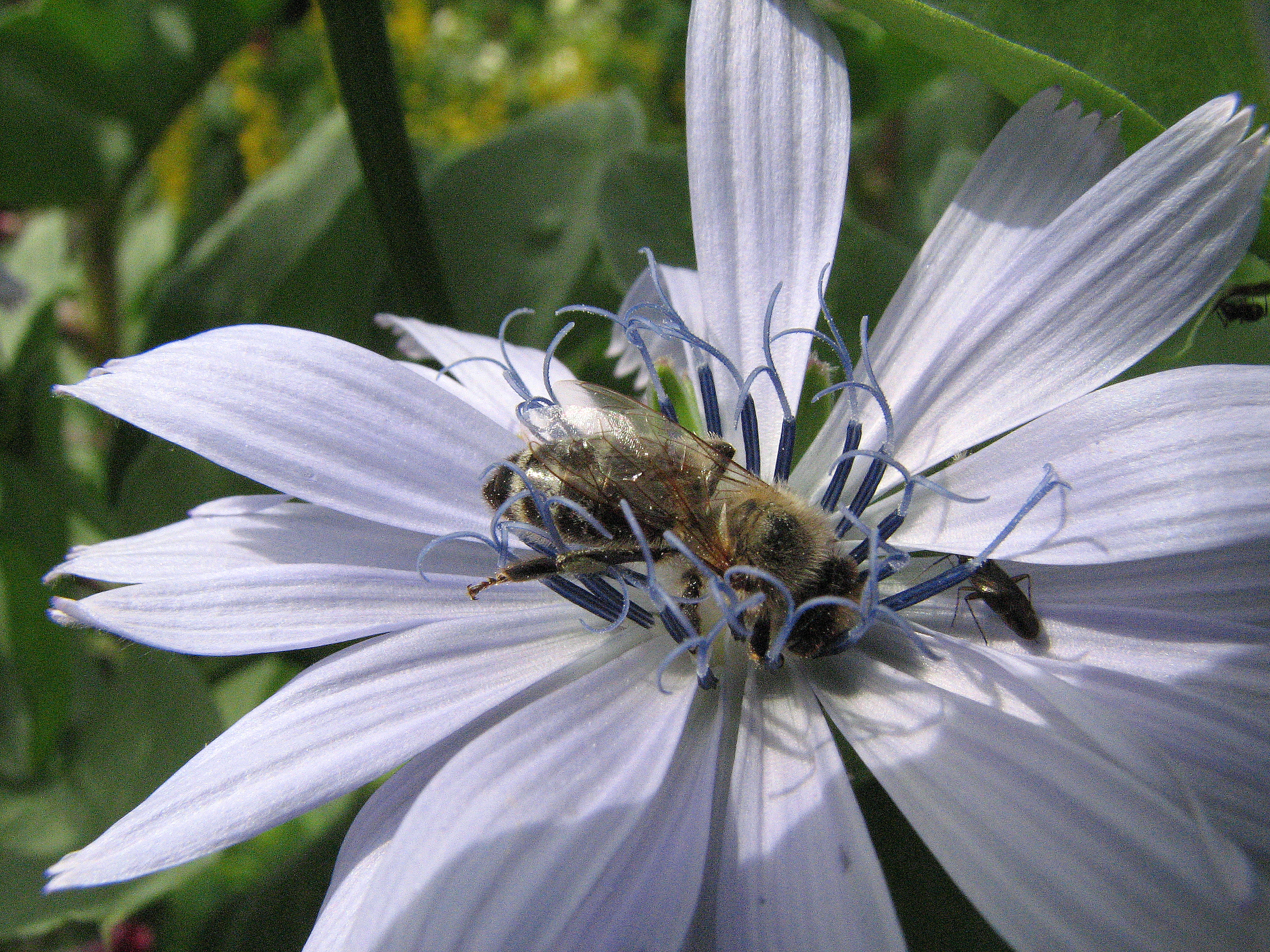 Endivie
