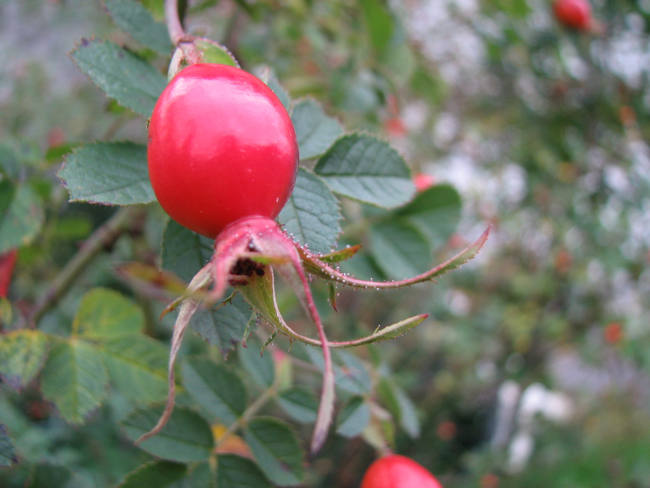 Weinrose-Wildrose