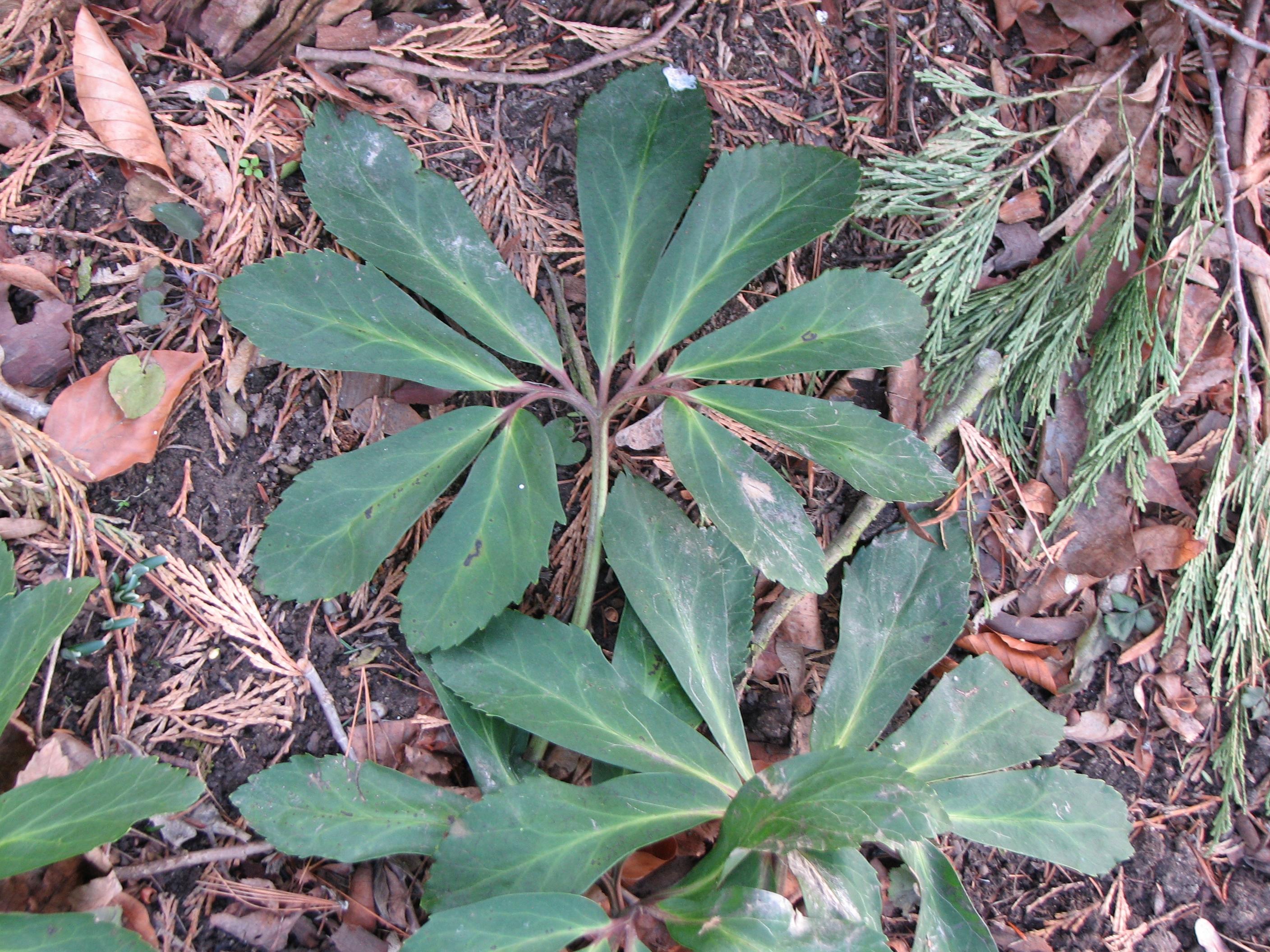 Christrose