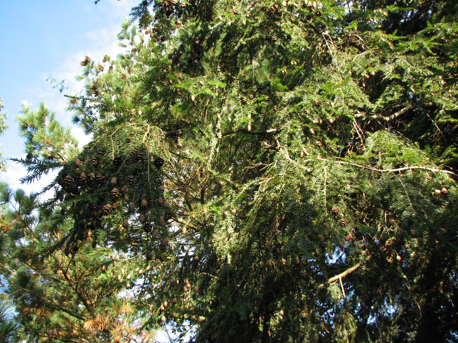 Kanadische Hemlocktanne