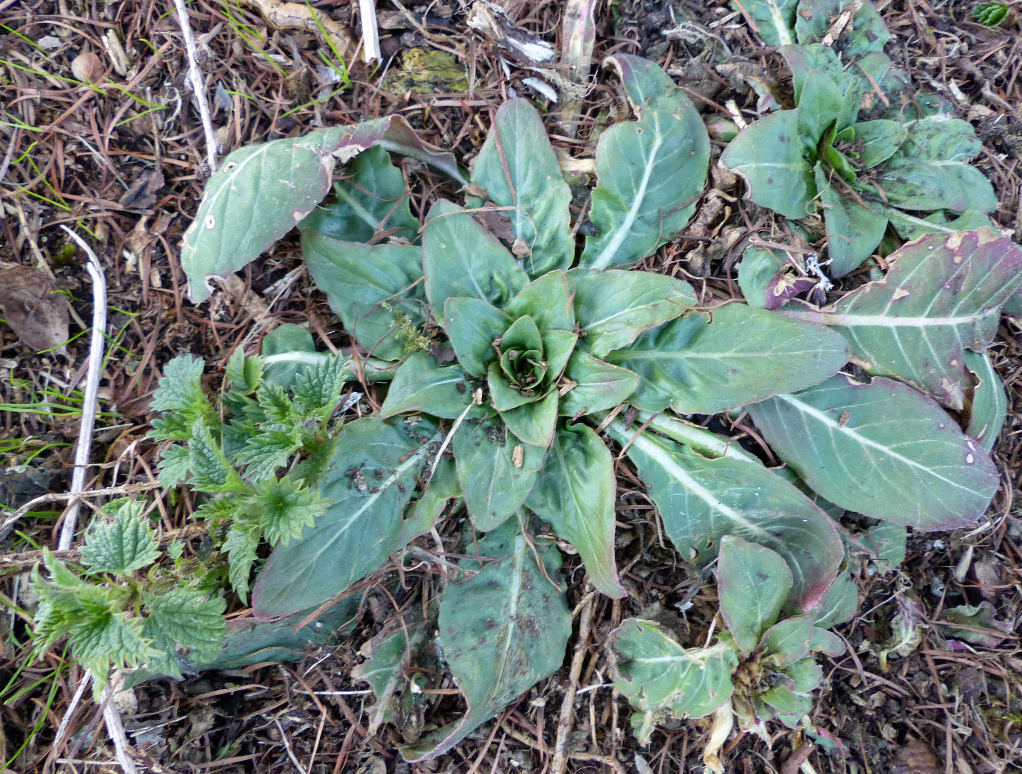 Wilder Wurzelsalat