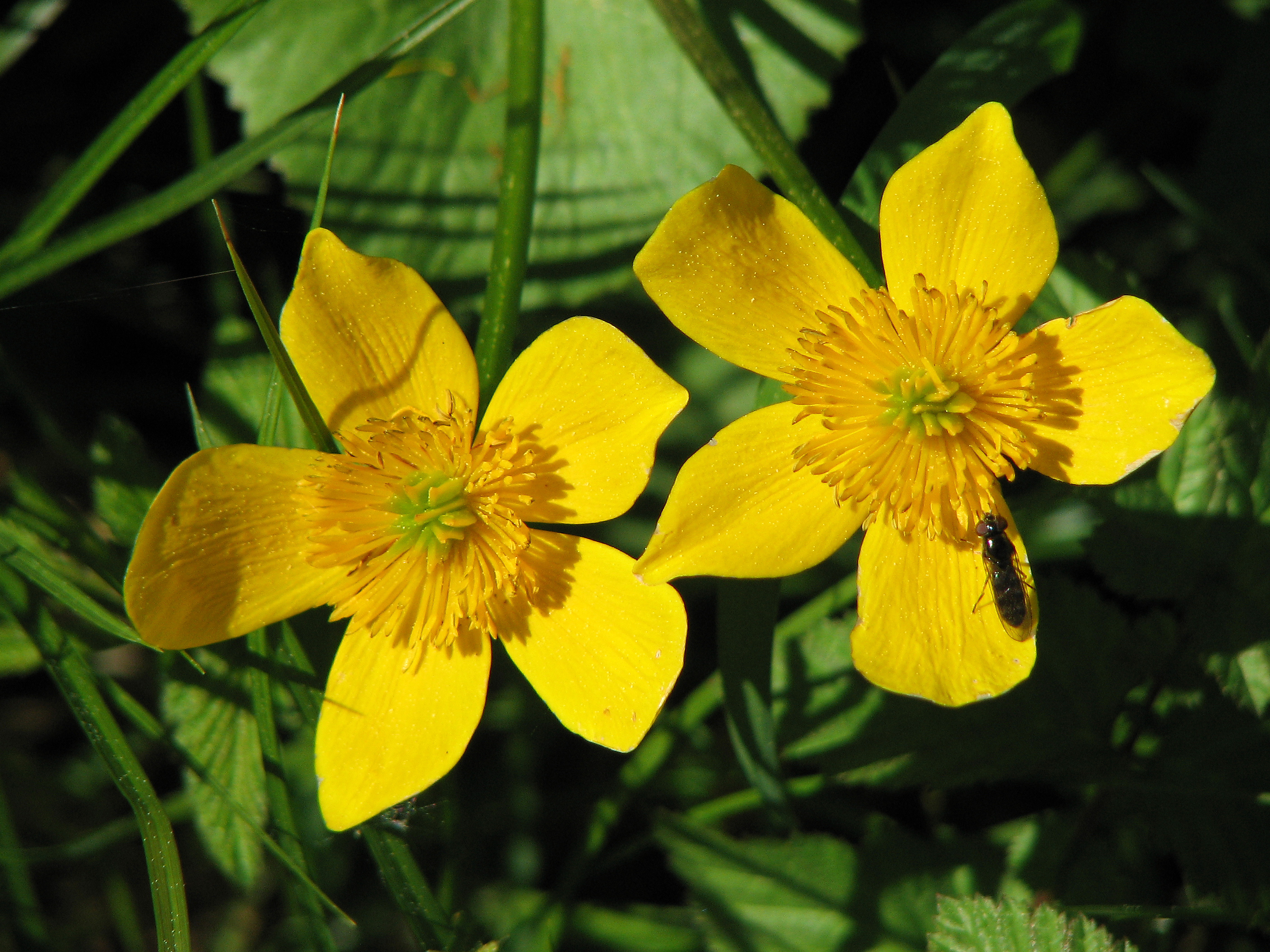 Sumpfdotterblume