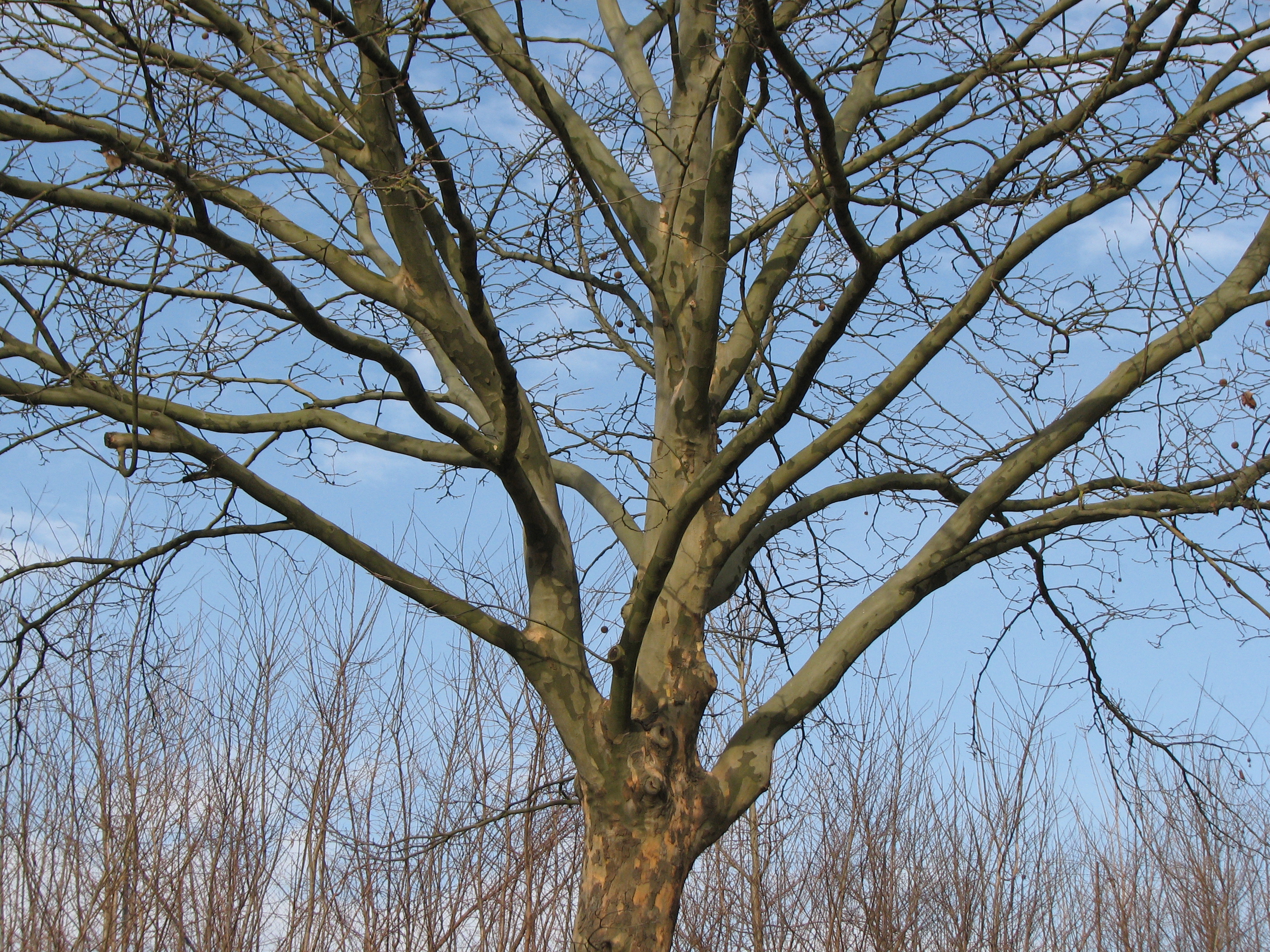 Morgenländische Platane