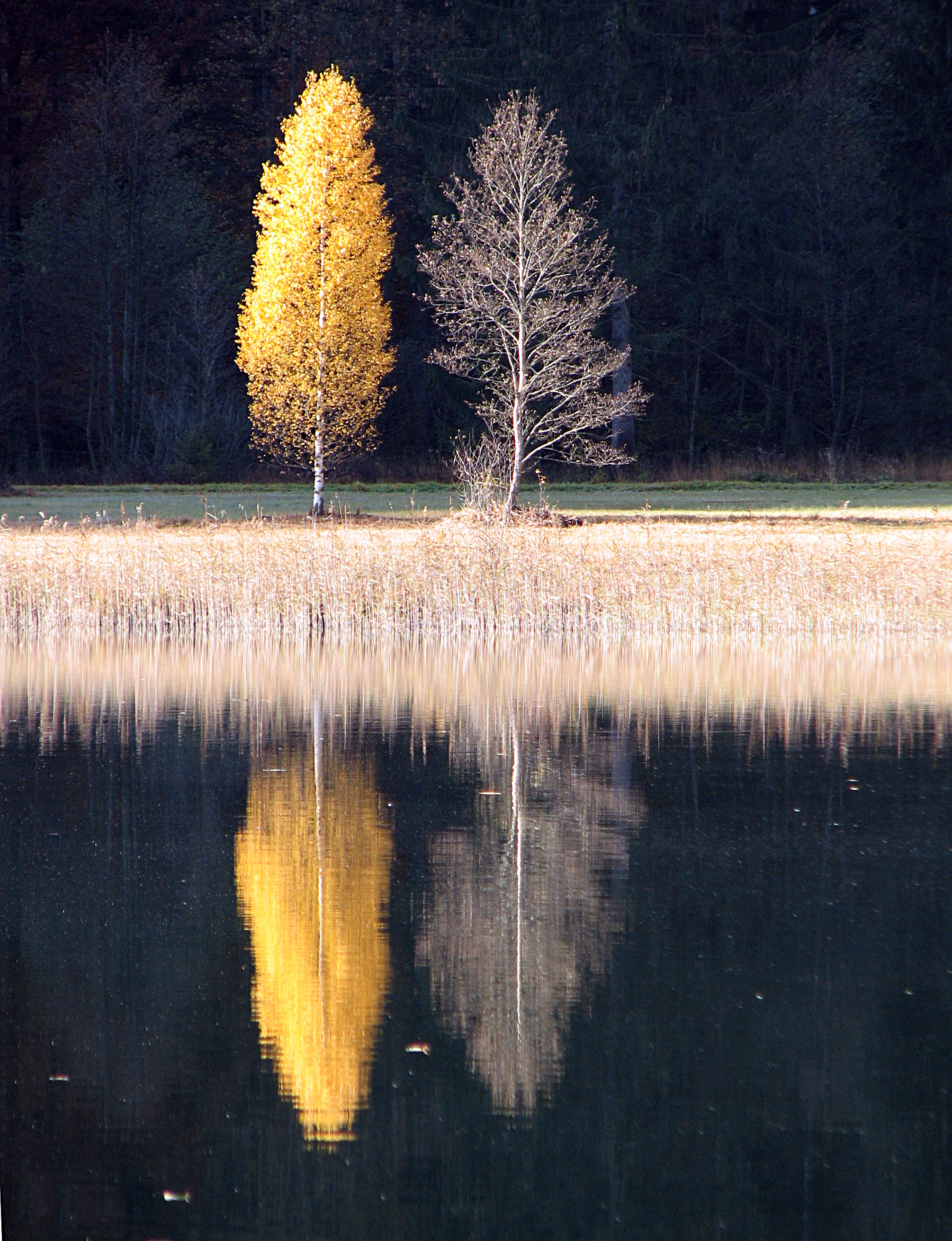 Birke