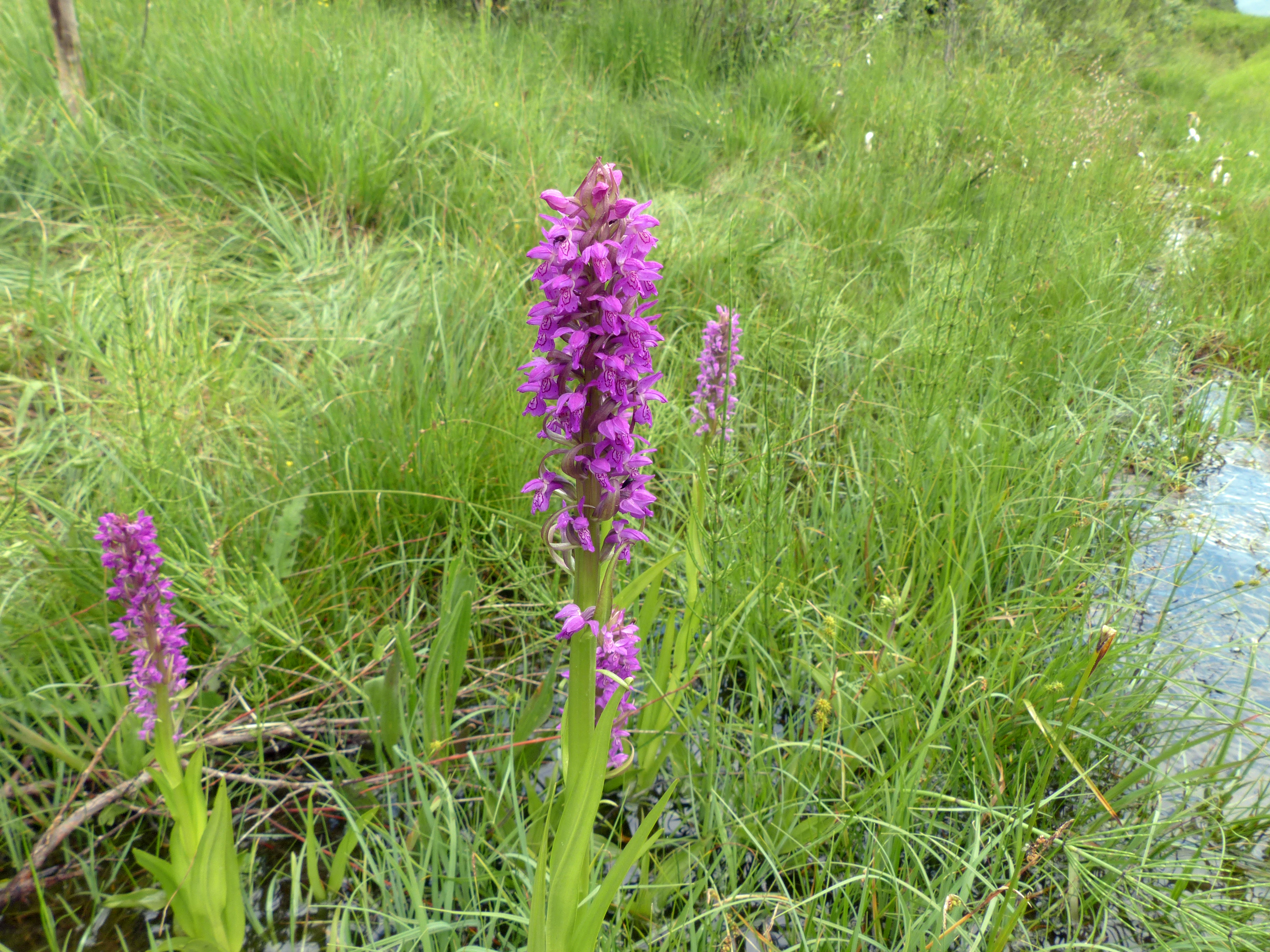 Fleischfarbene Fingerwurz