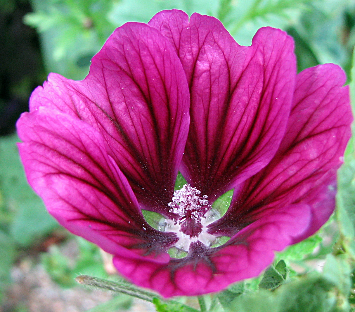 Mauretanische Malve