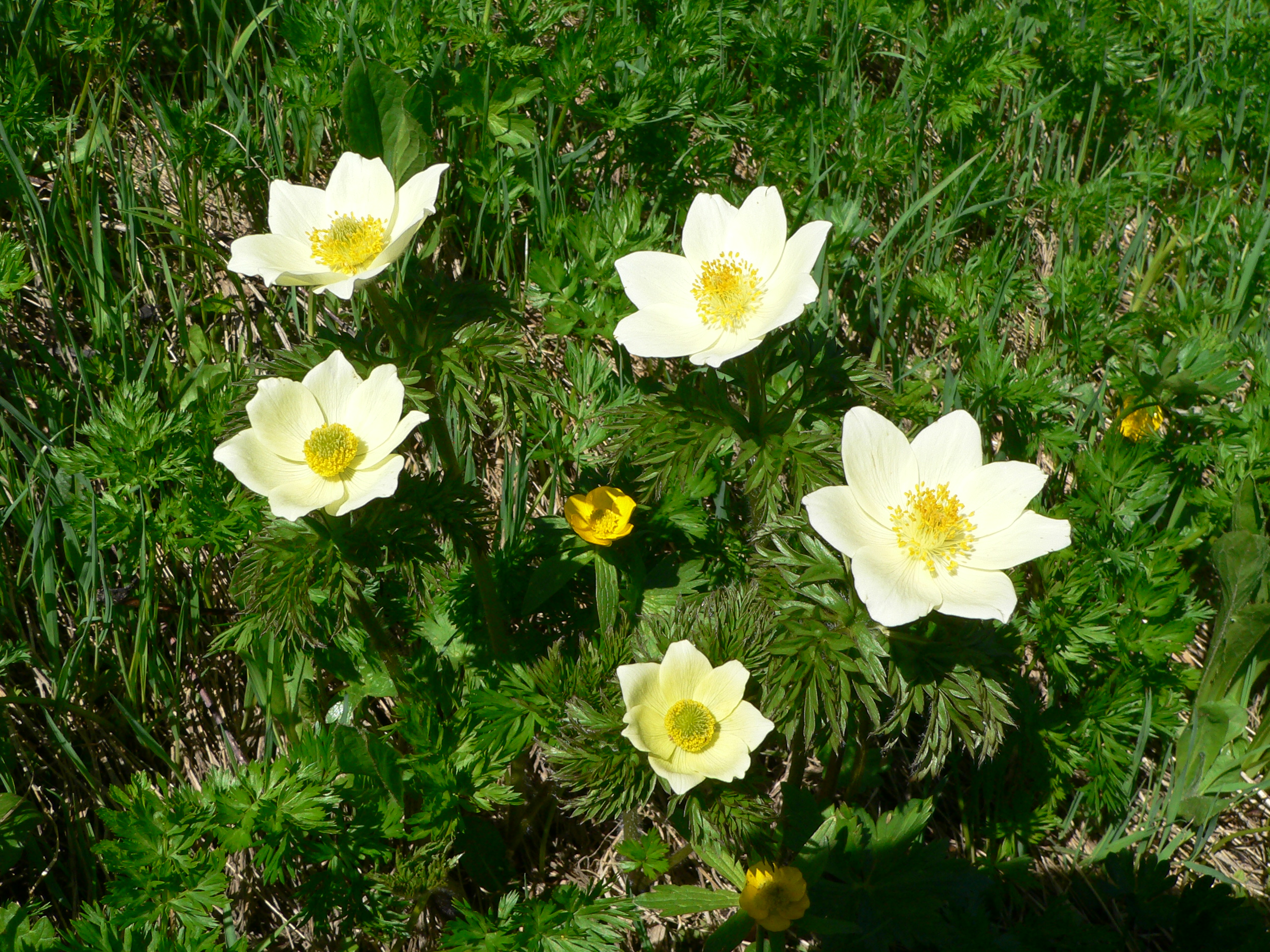 Schwefelgelbe Anemone