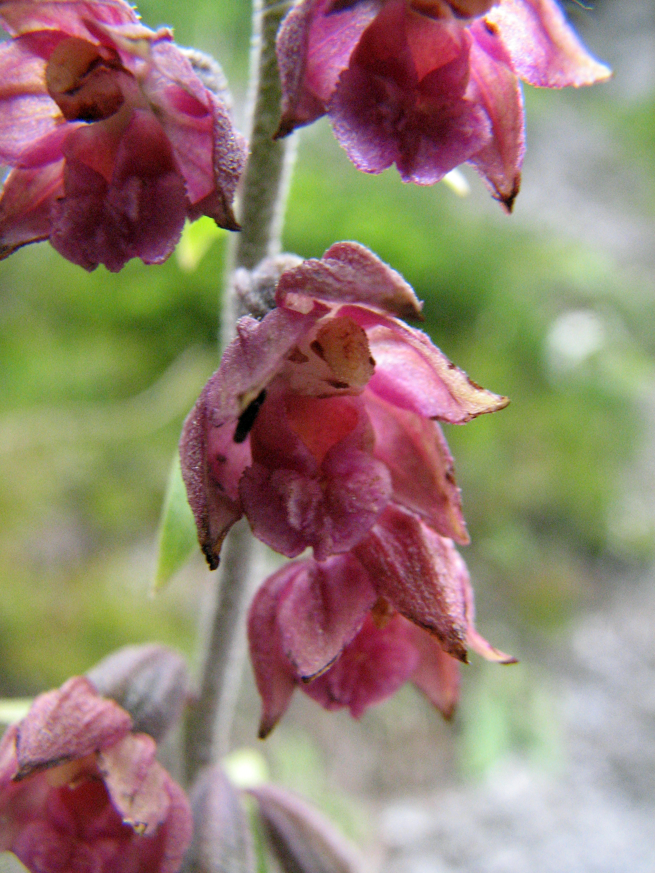 Braunrote Stendelwurz