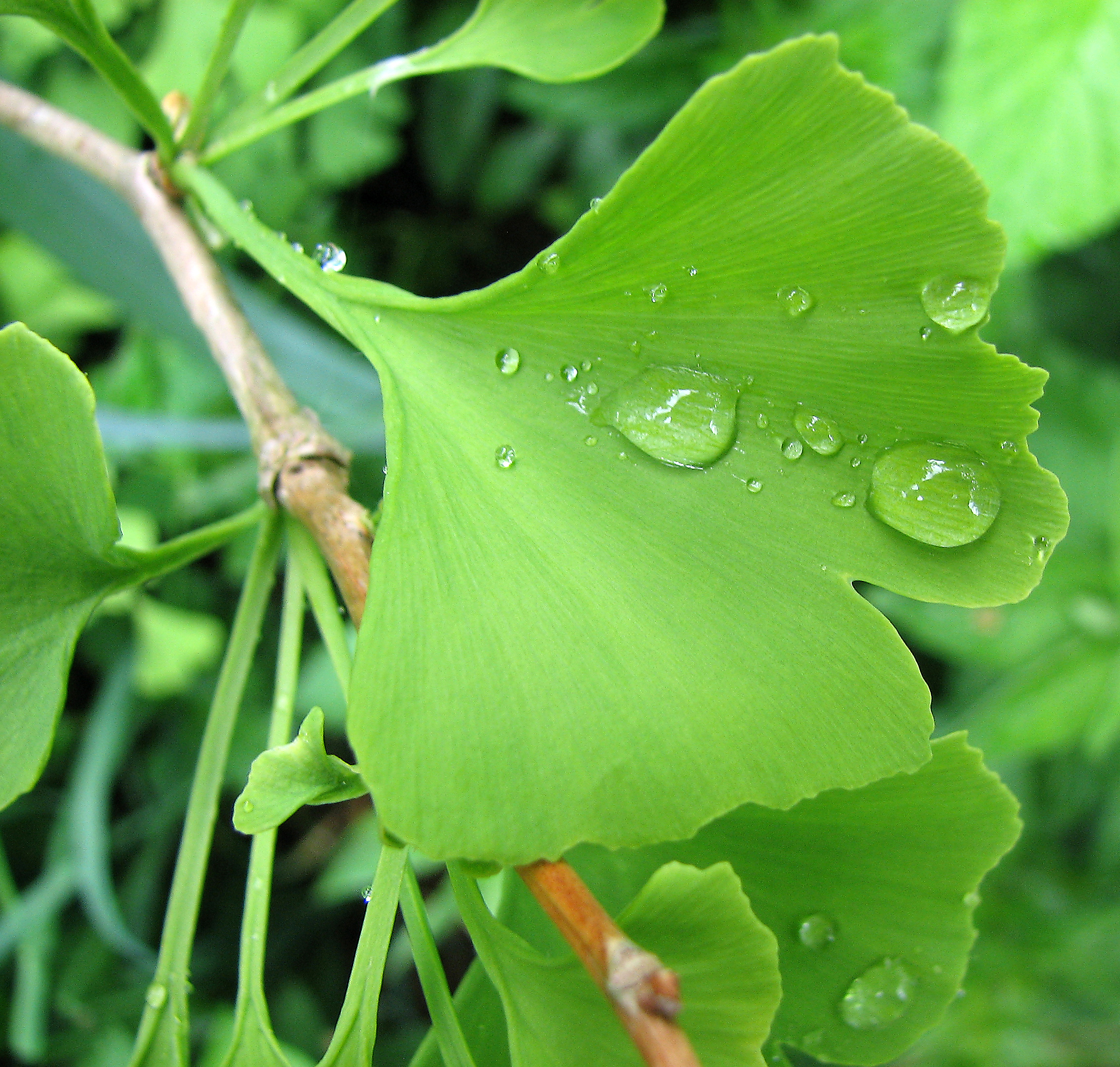 Ginkgo