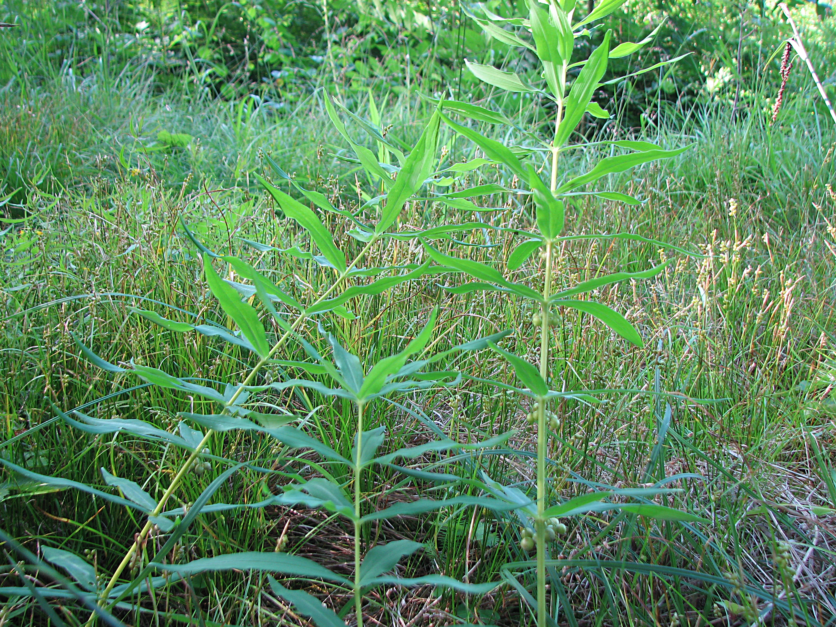 Quirlblättrige Weißwurz