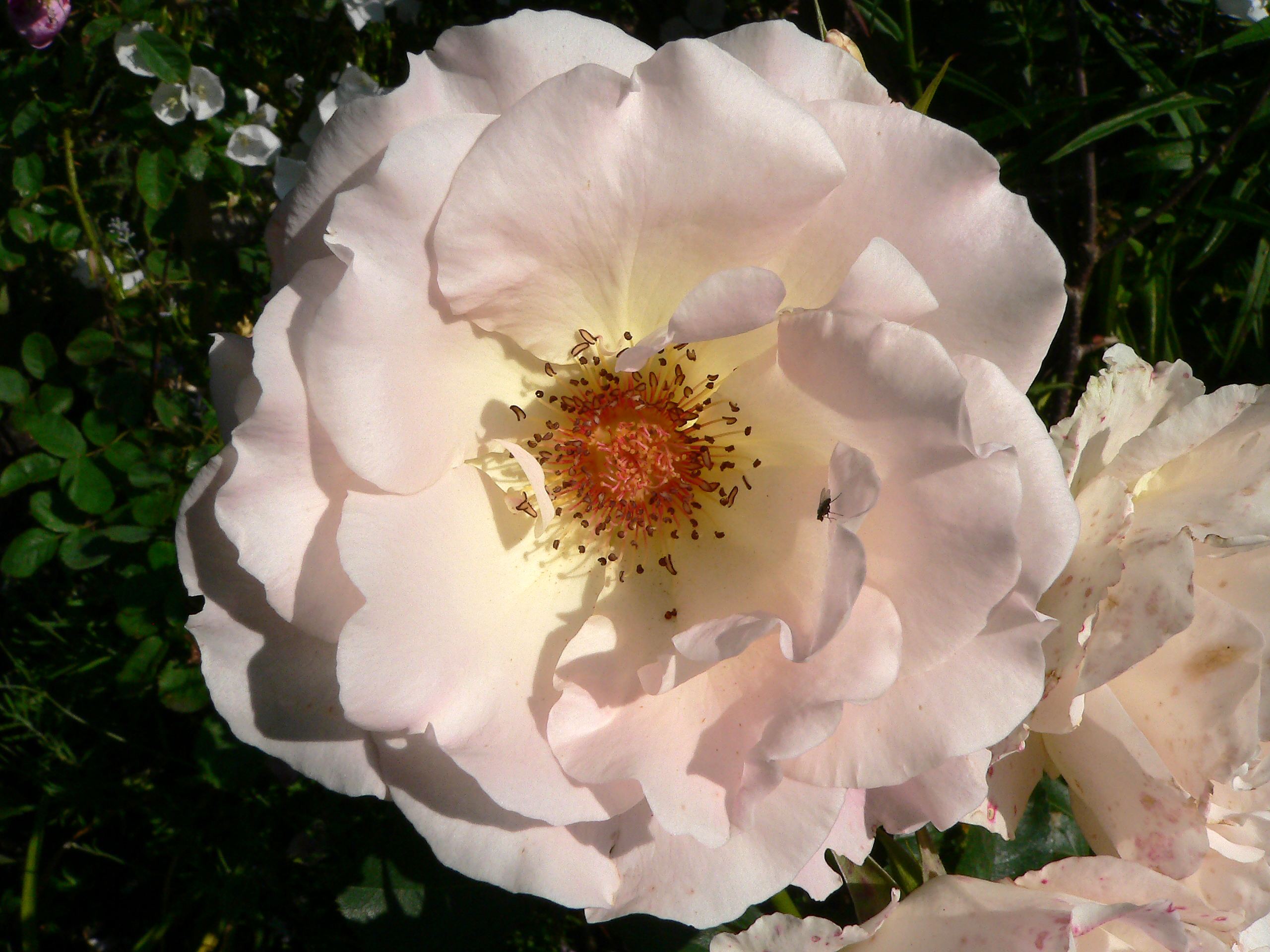 Rosen, Kulturrosen