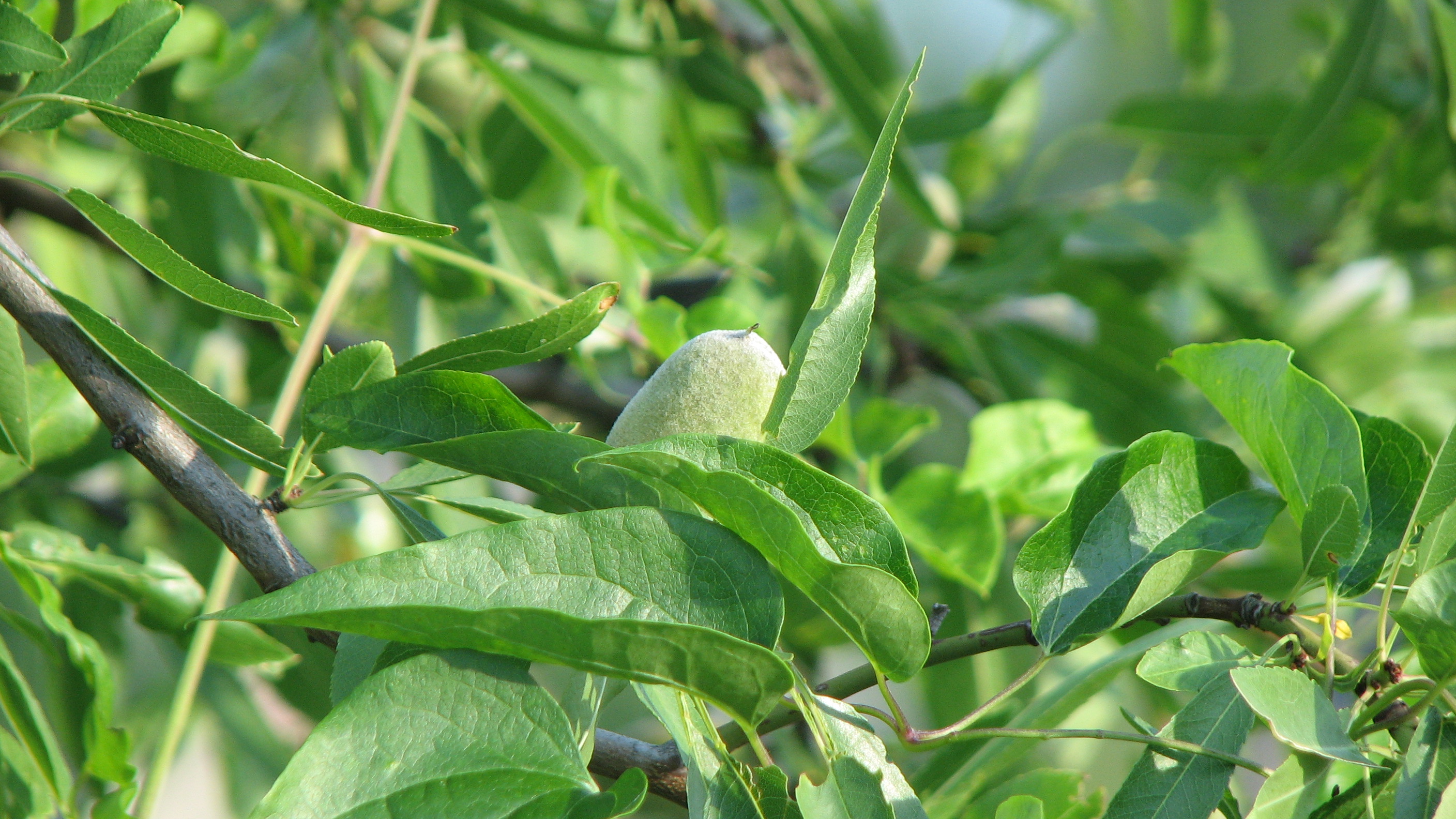 Pfirsich und Nektarine