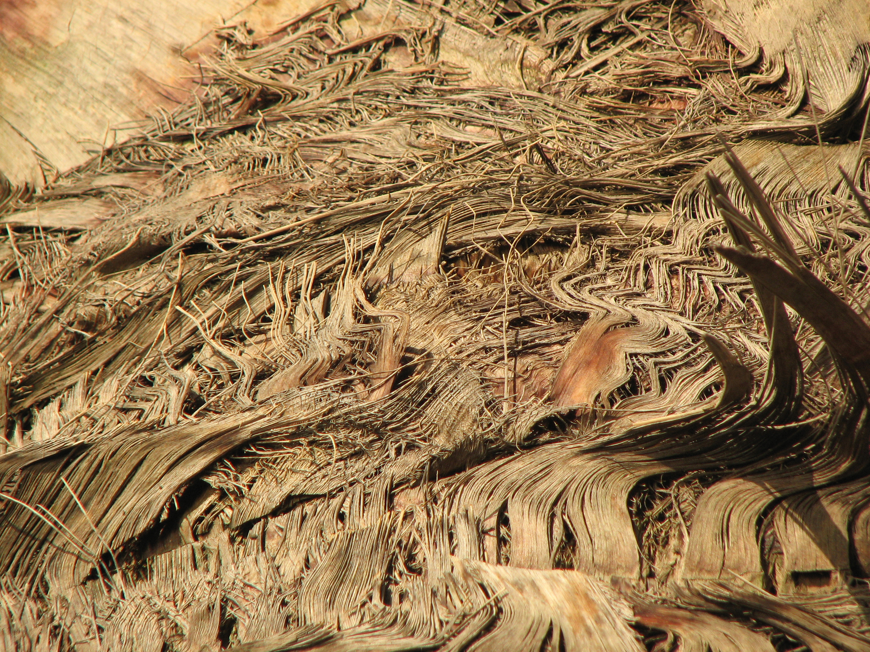 Chinesische Hanfpalme