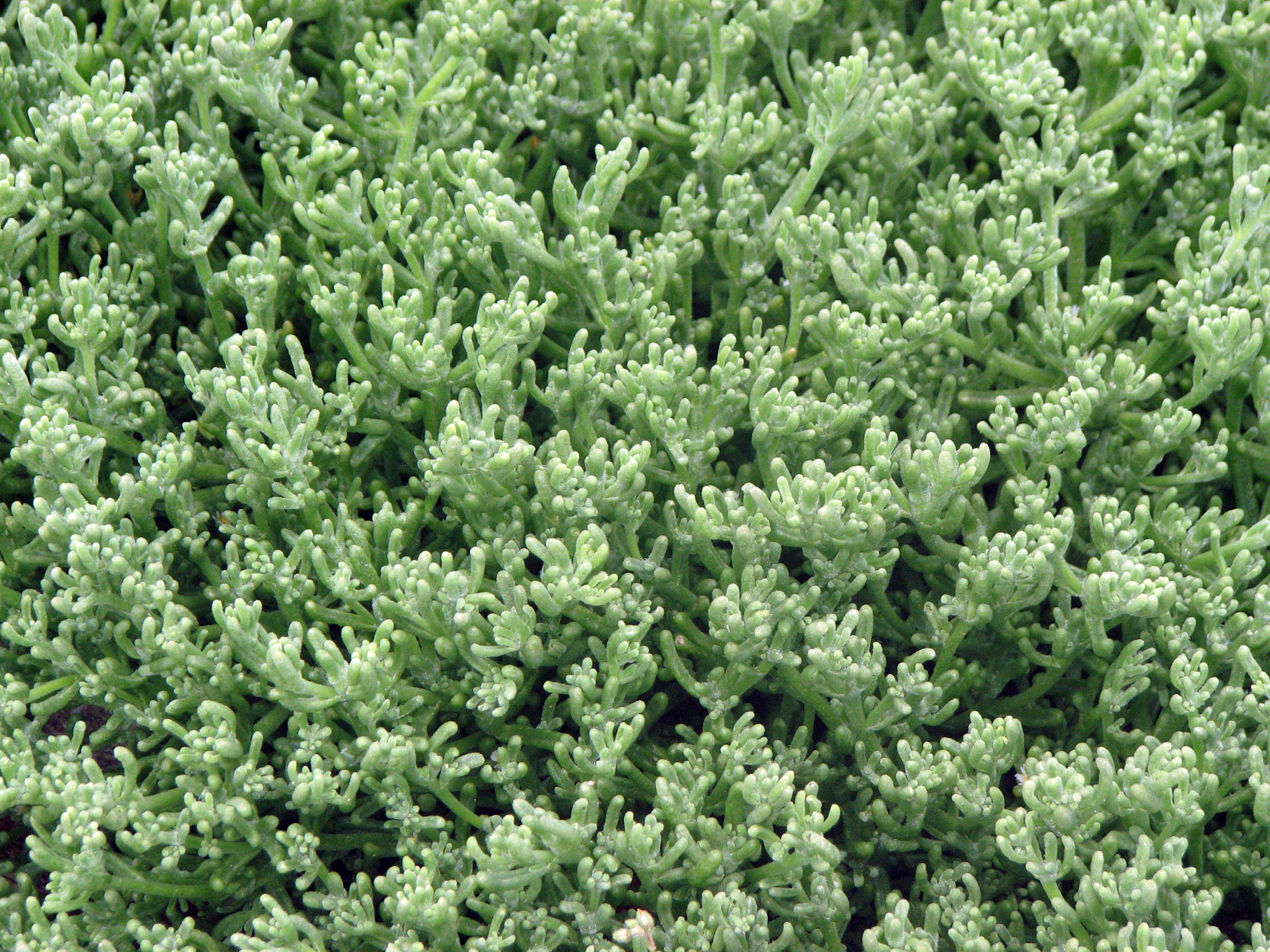 Knotenblütige Mittagsblume