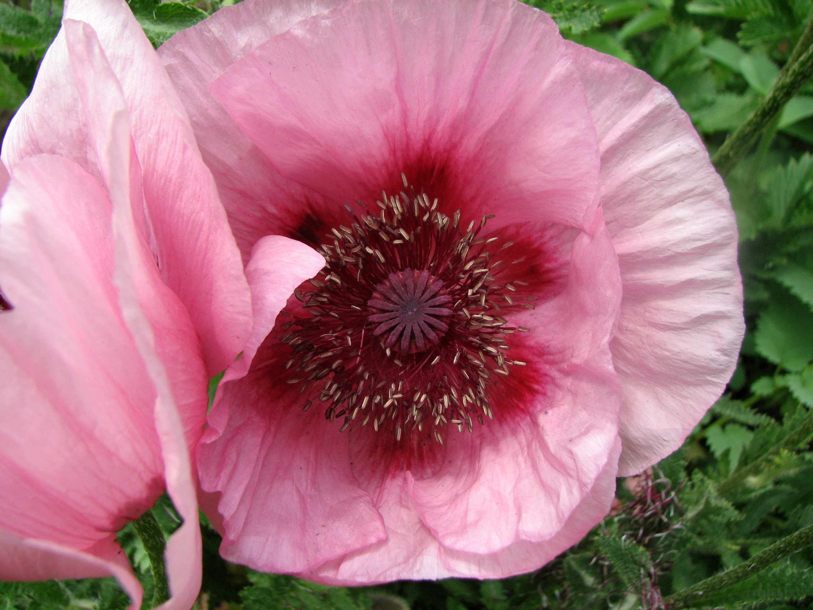Türkischer Mohn