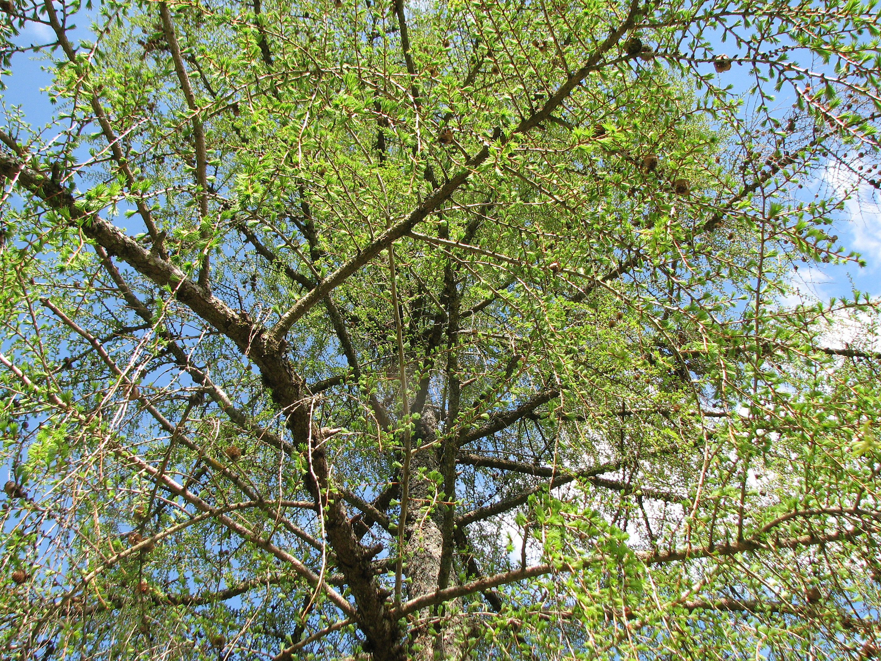 Europäische Lärche