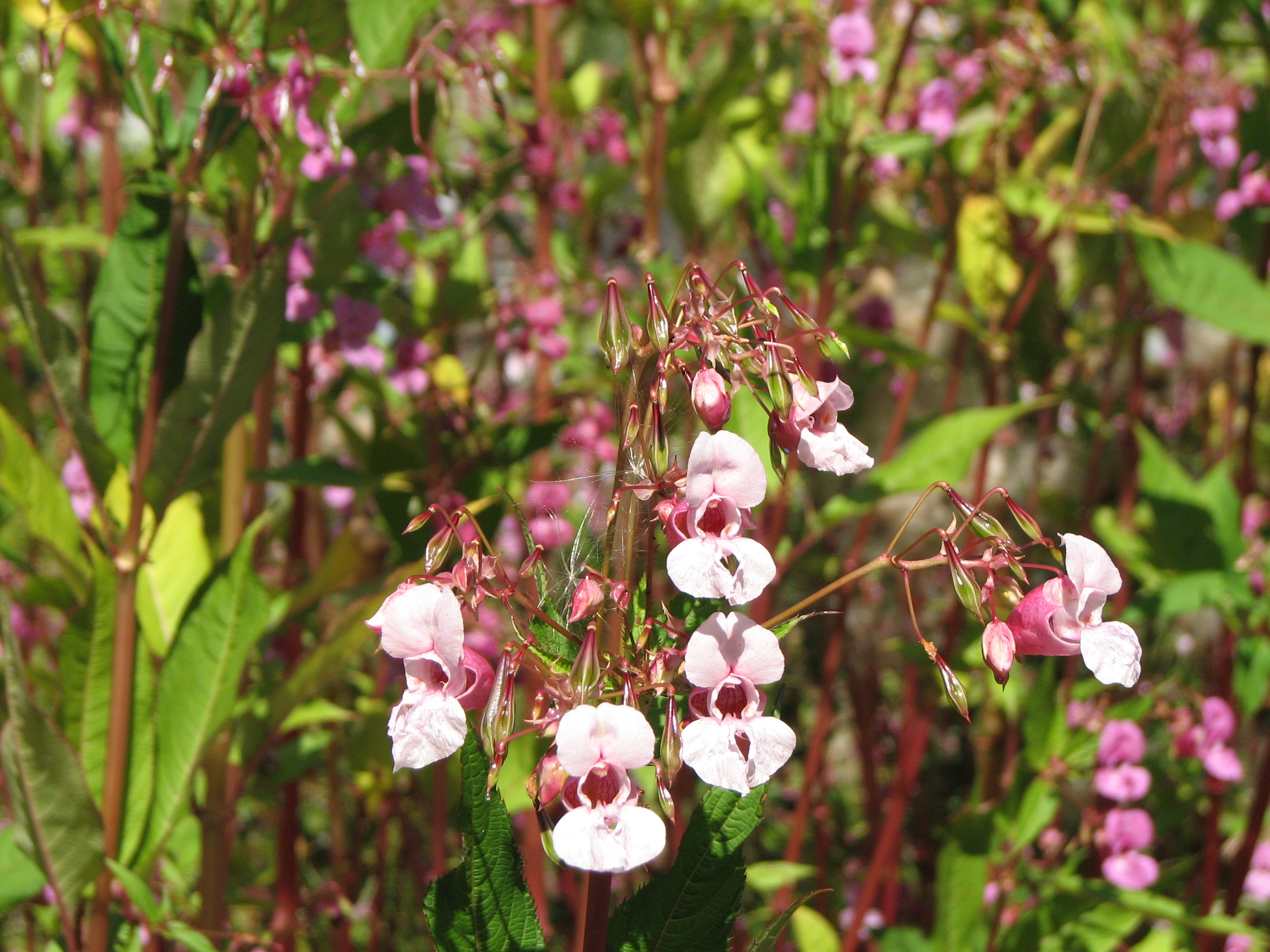 Drüsiges Springkraut