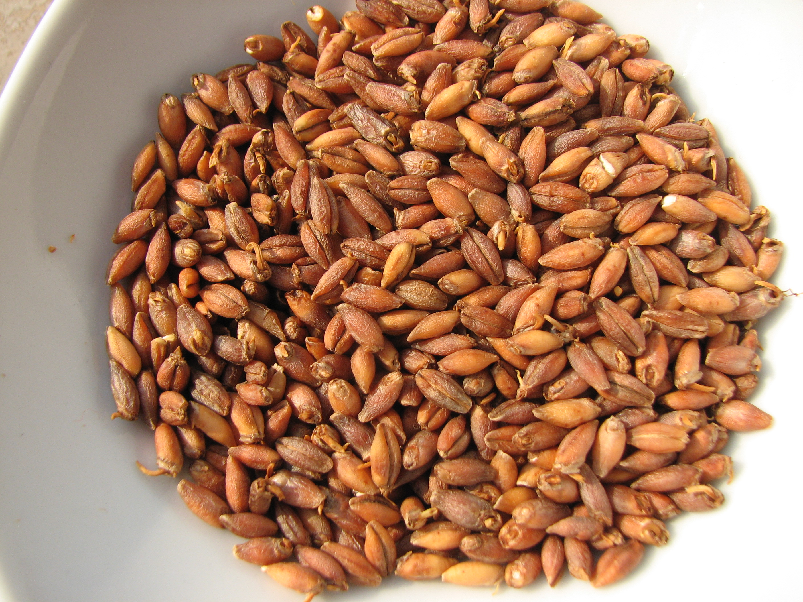 <p>Gemälzte, duftende und süß-aromatische Gerste!</p>