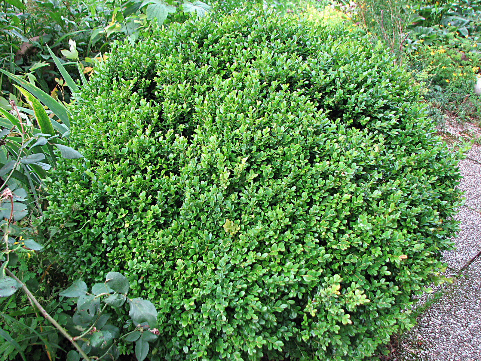 Buchsbaum
