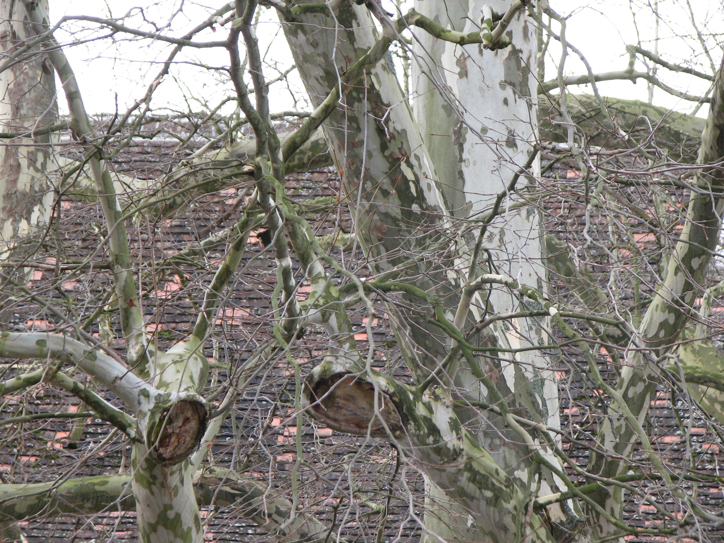 Morgenländische Platane