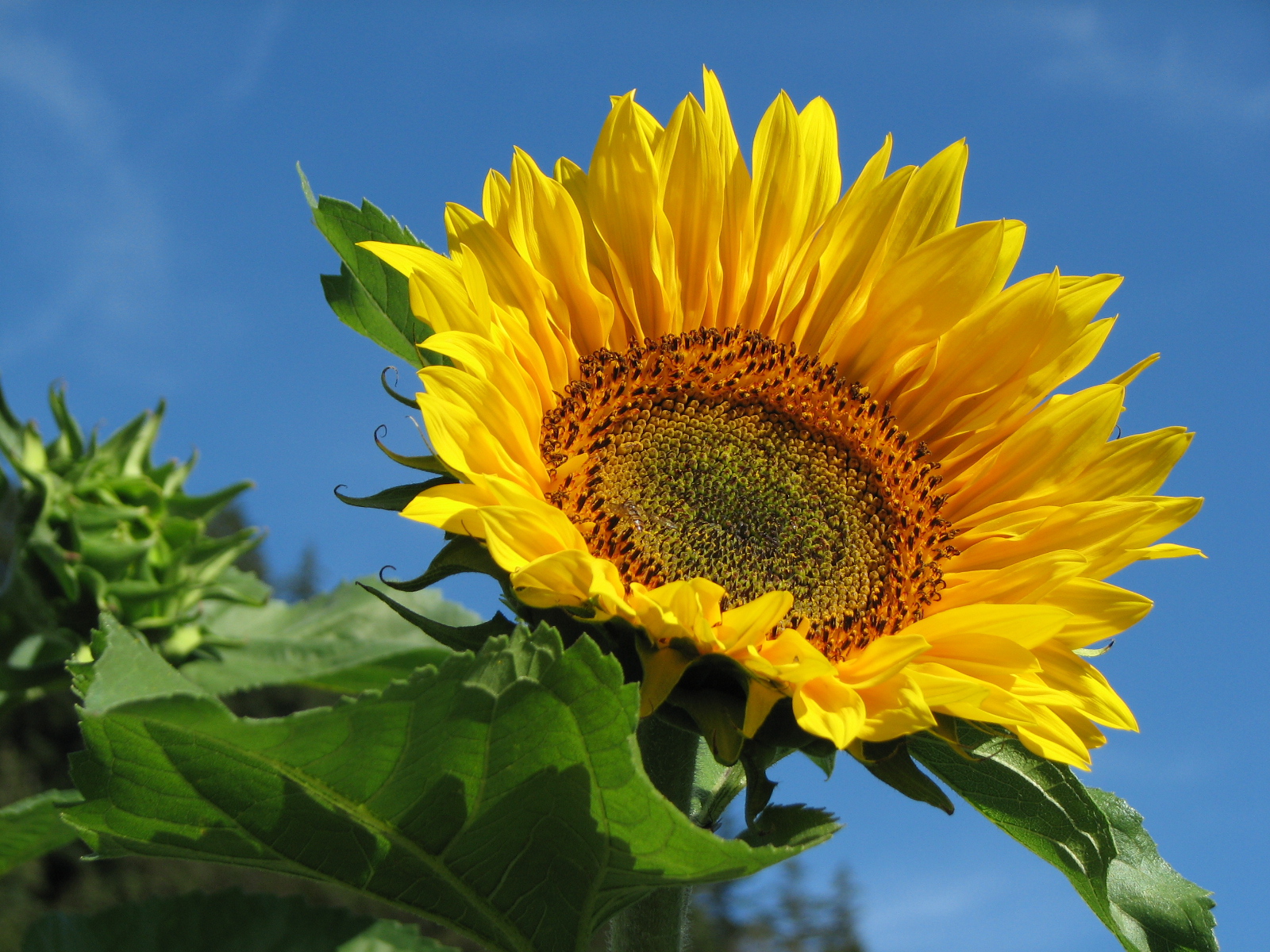 Sonnenblume