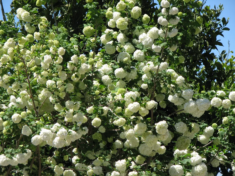 Gefüllter Schneeball