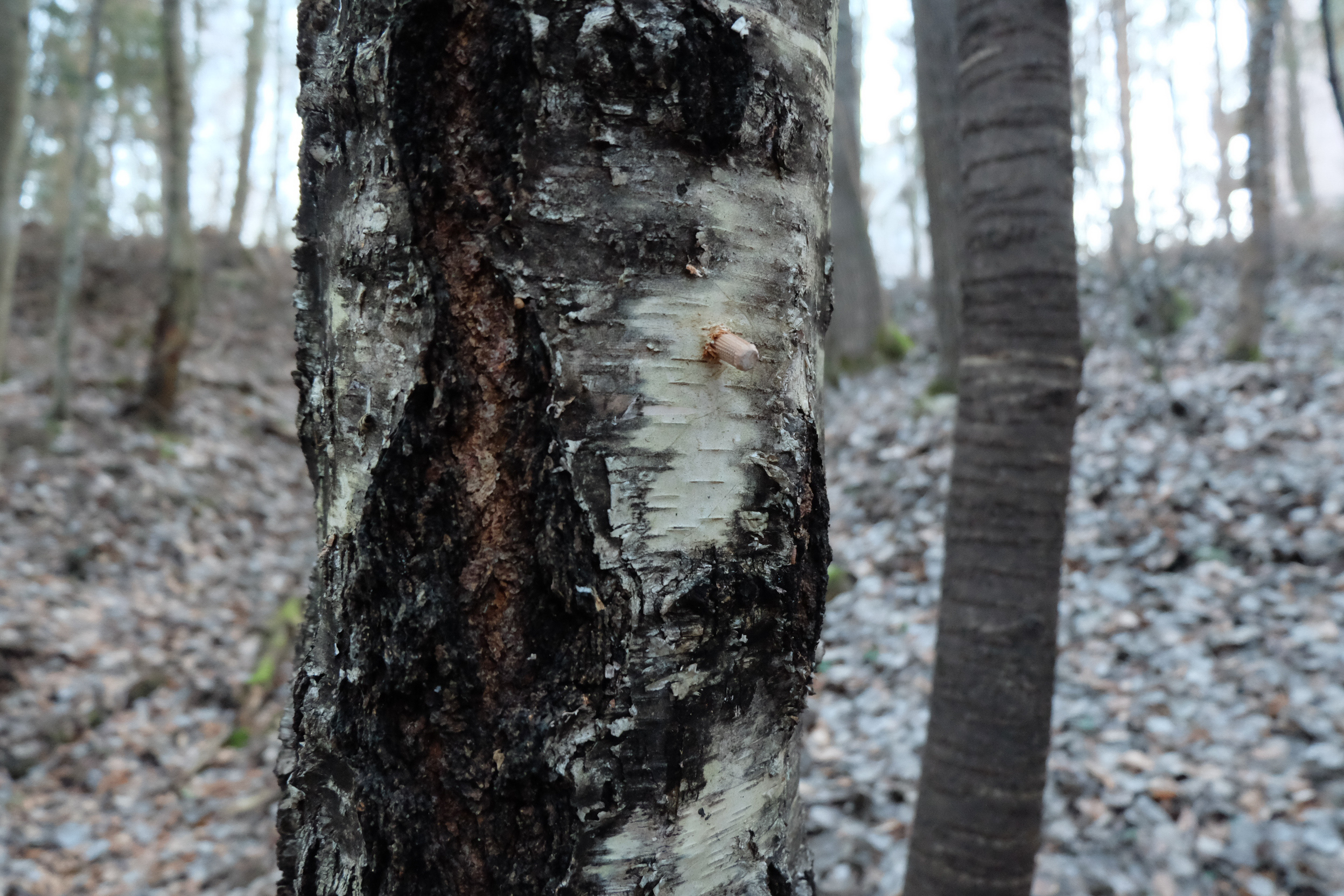 Birkensaft (Birkenwasser) zapfen
