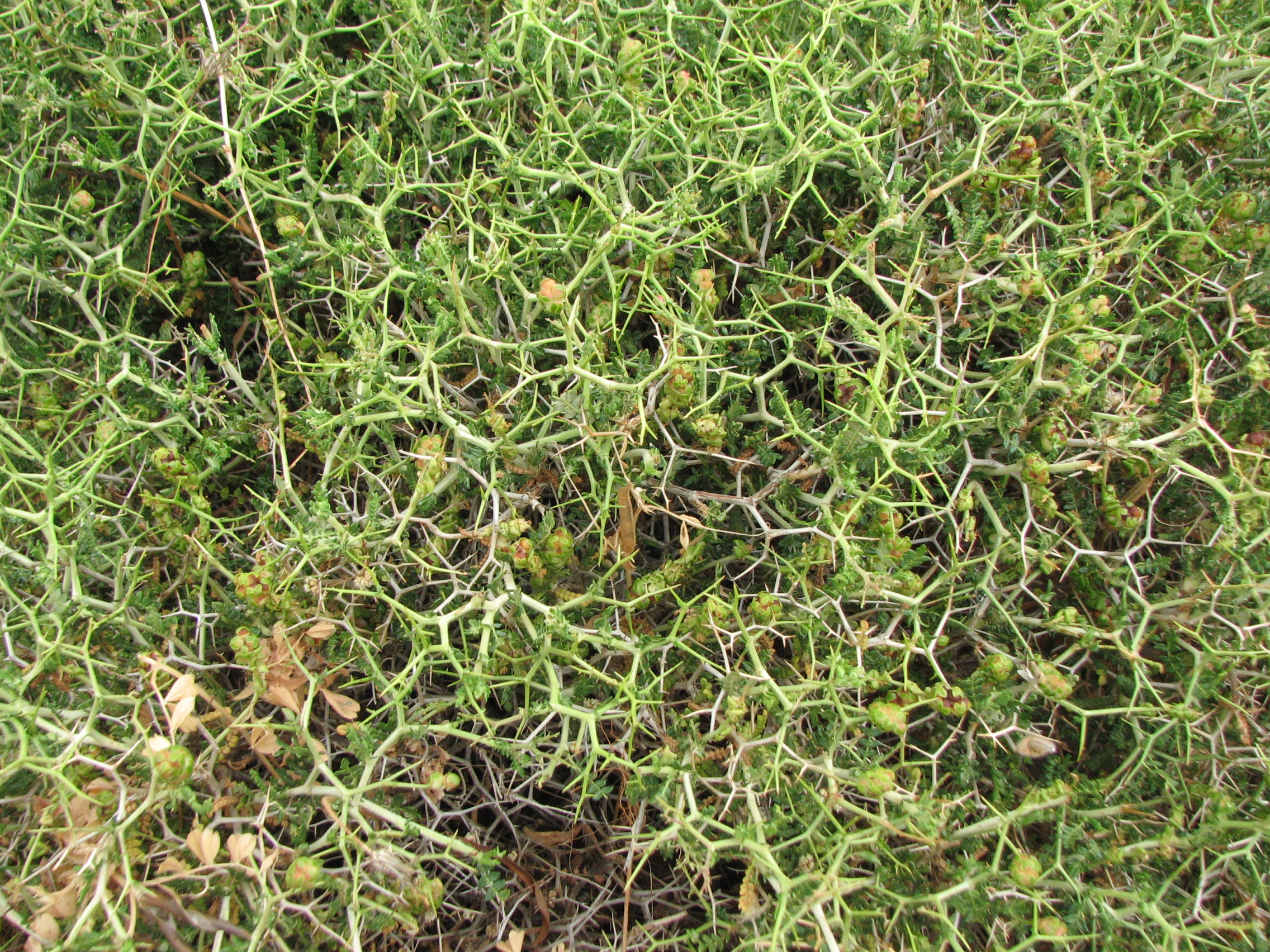 Dornige Bibernelle
