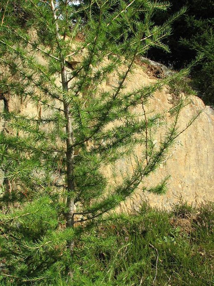 Europäische Lärche