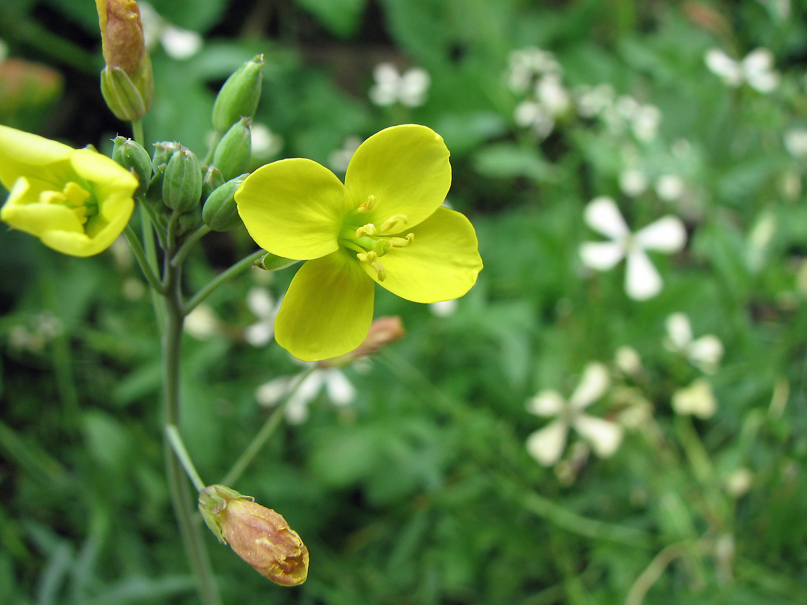 Schmalblättrige Rucola