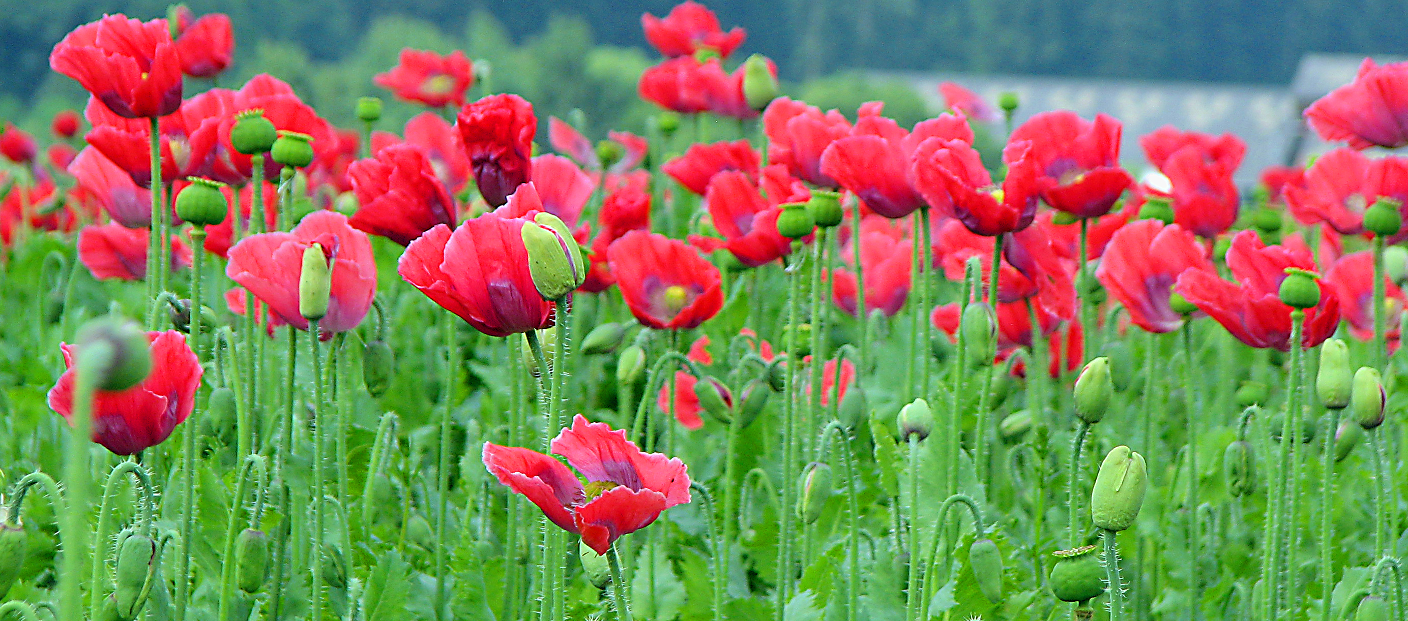 Schlafmohn