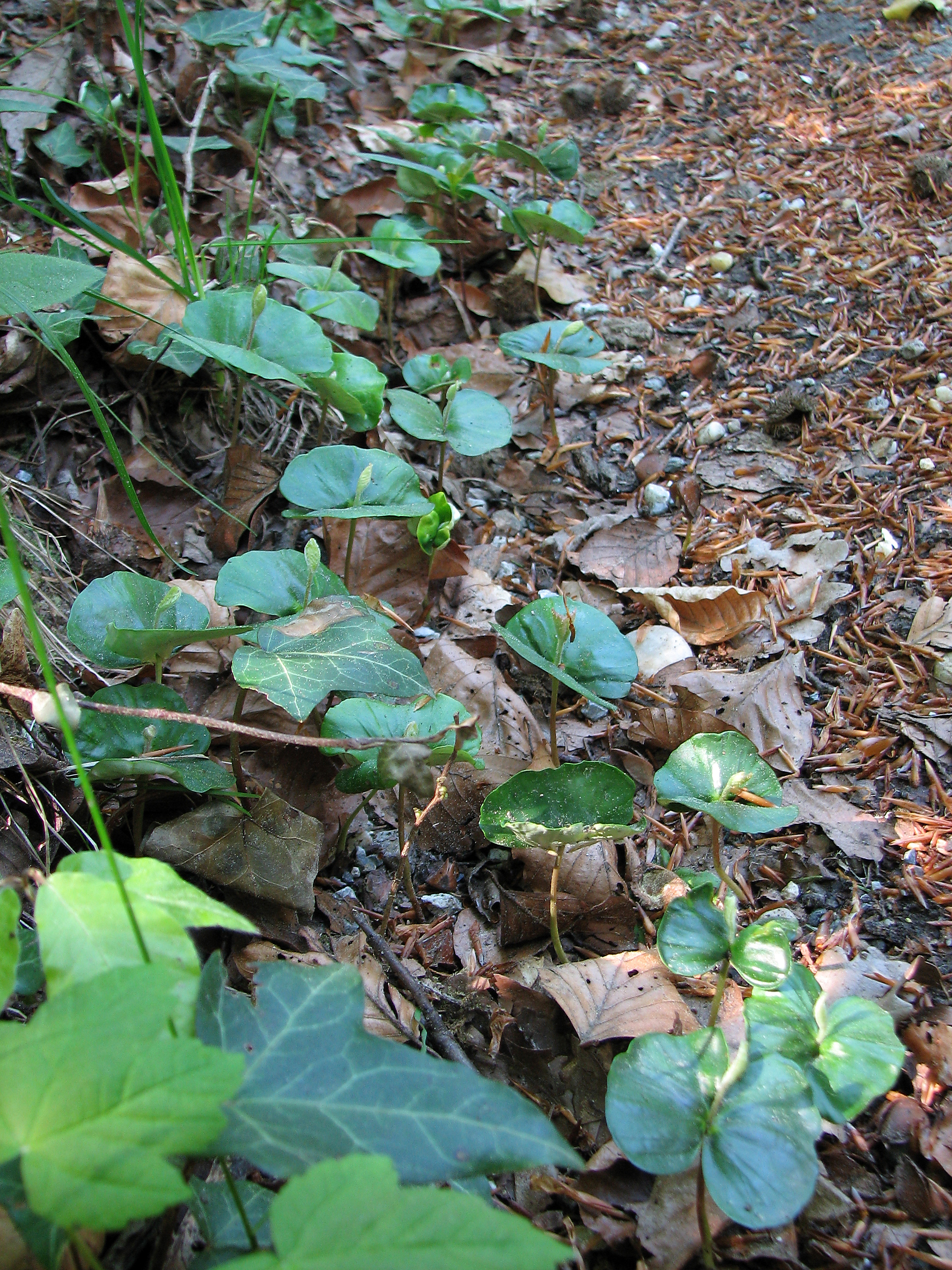 Rotbuche