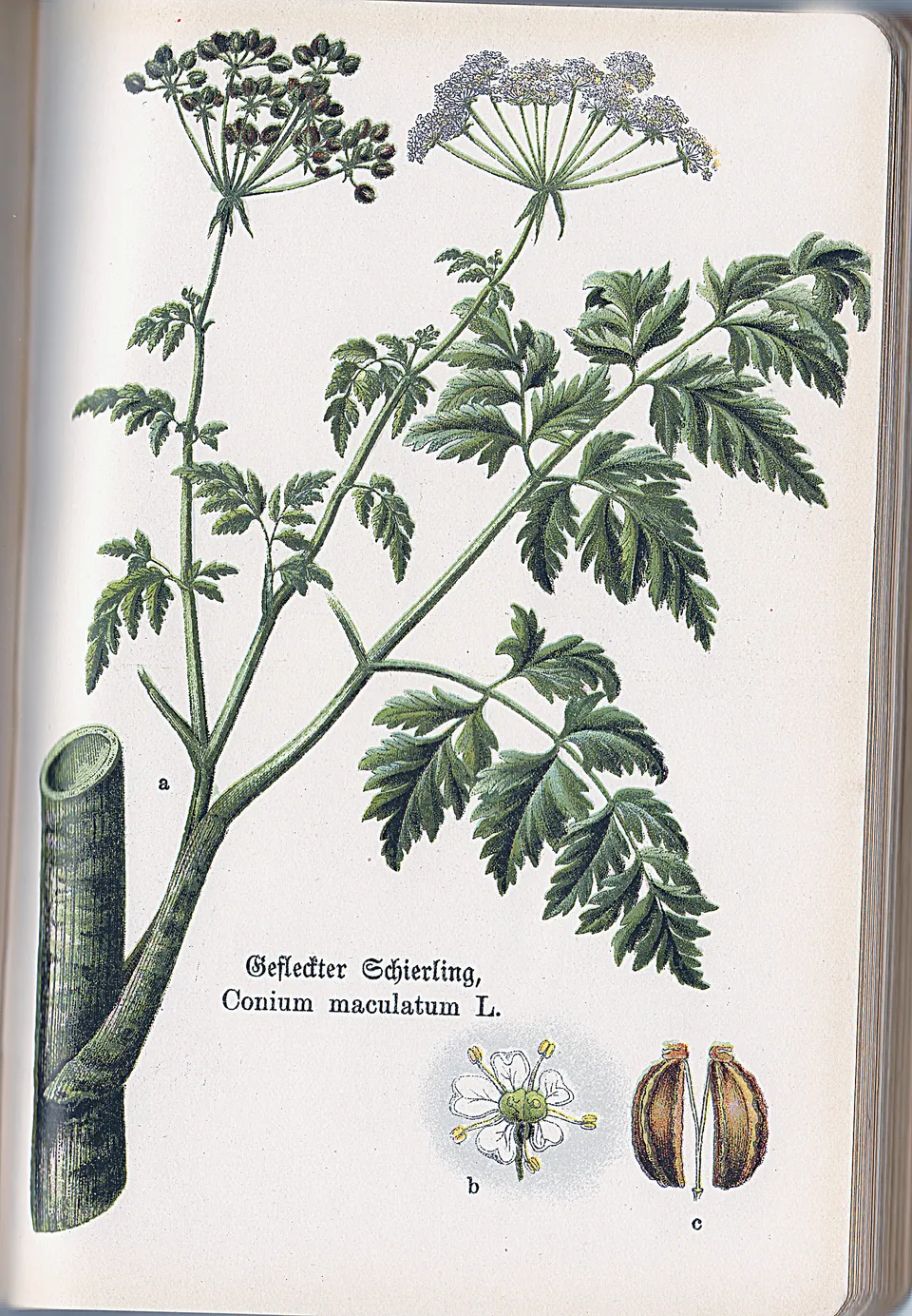 Gefleckter Schierling