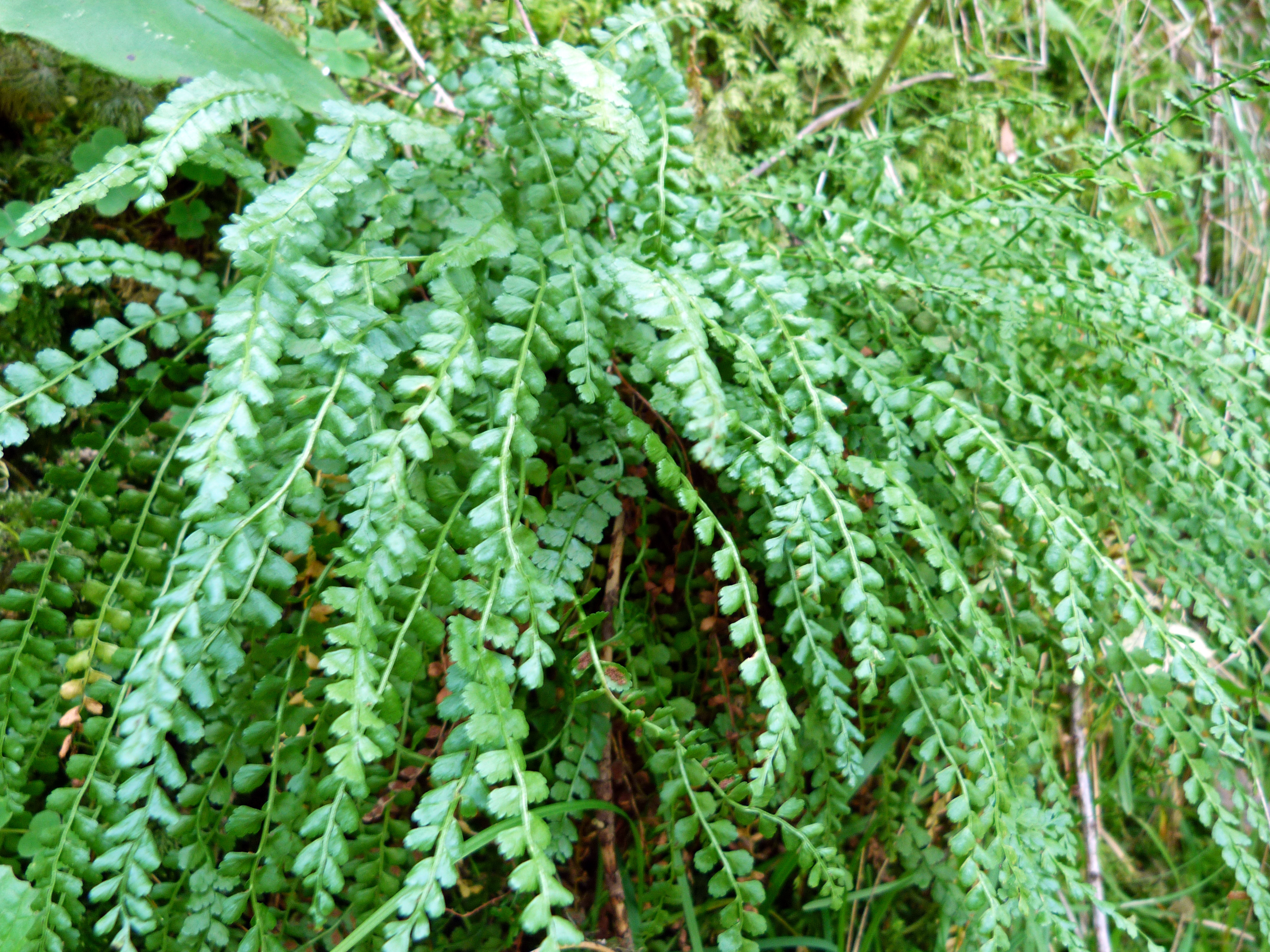 Grünstieliger Streifenfarn