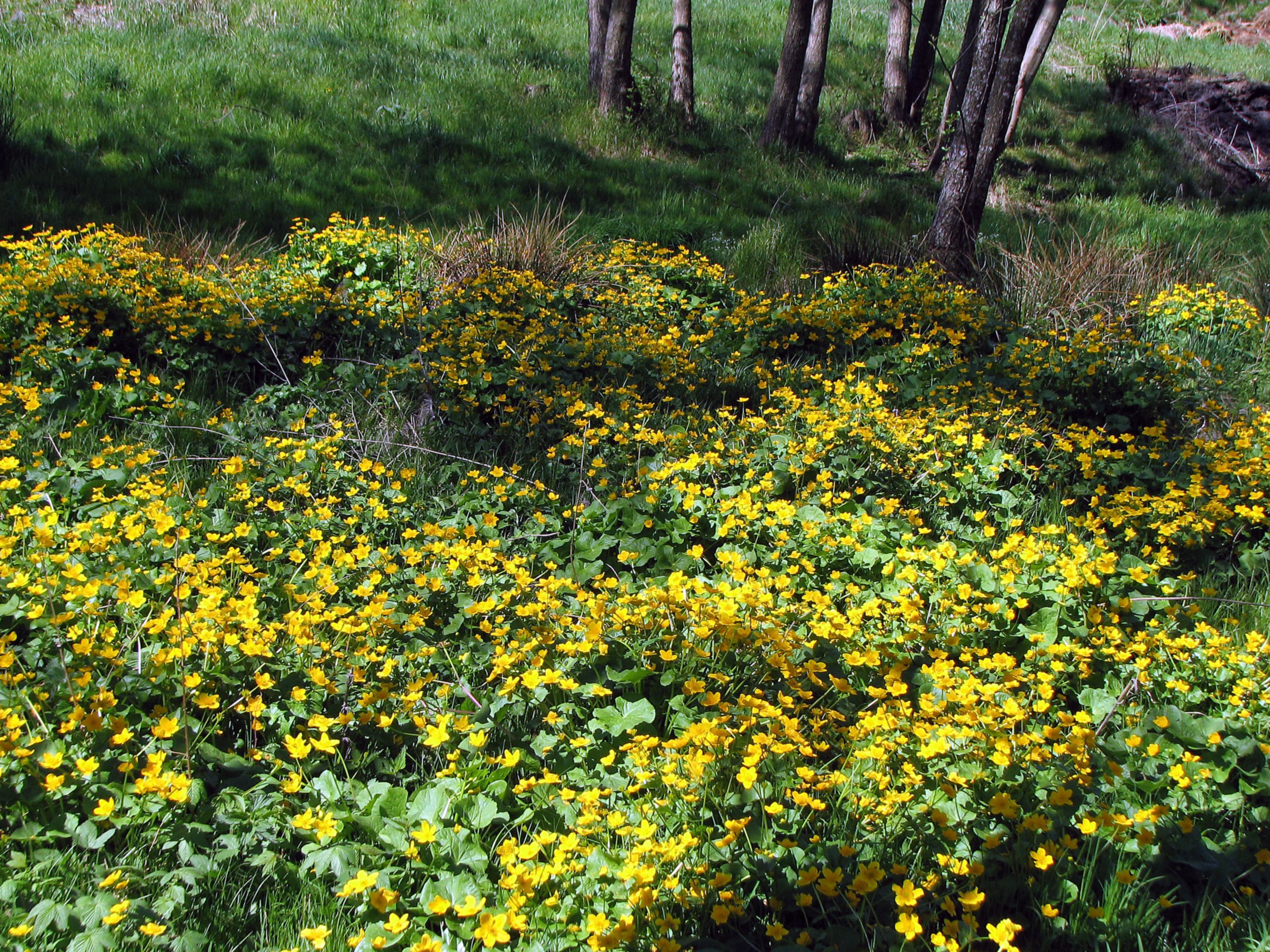 Sumpfdotterblume