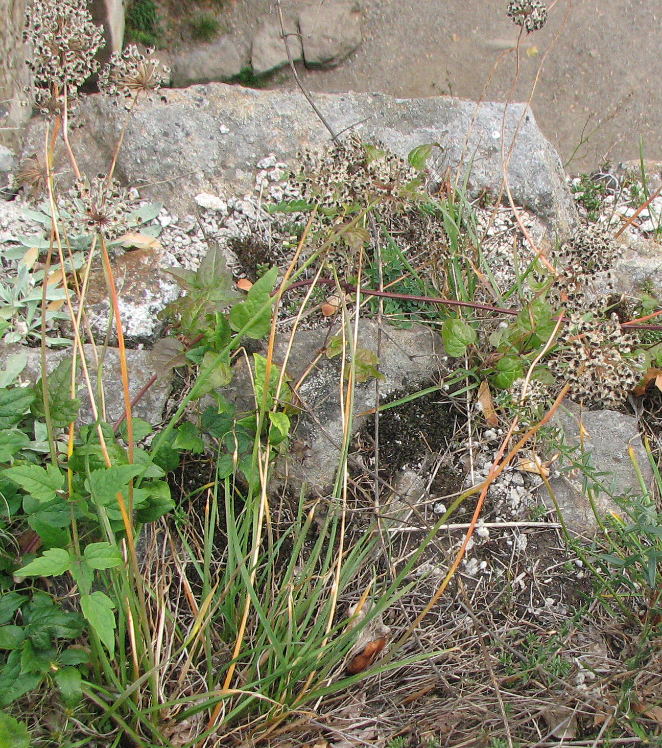 Berglauch