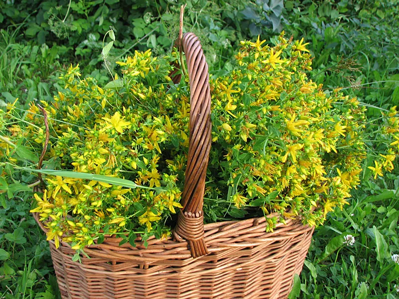 Sammeltipps für Wildpflanzen