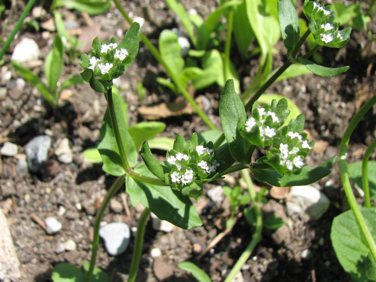 Feldsalat