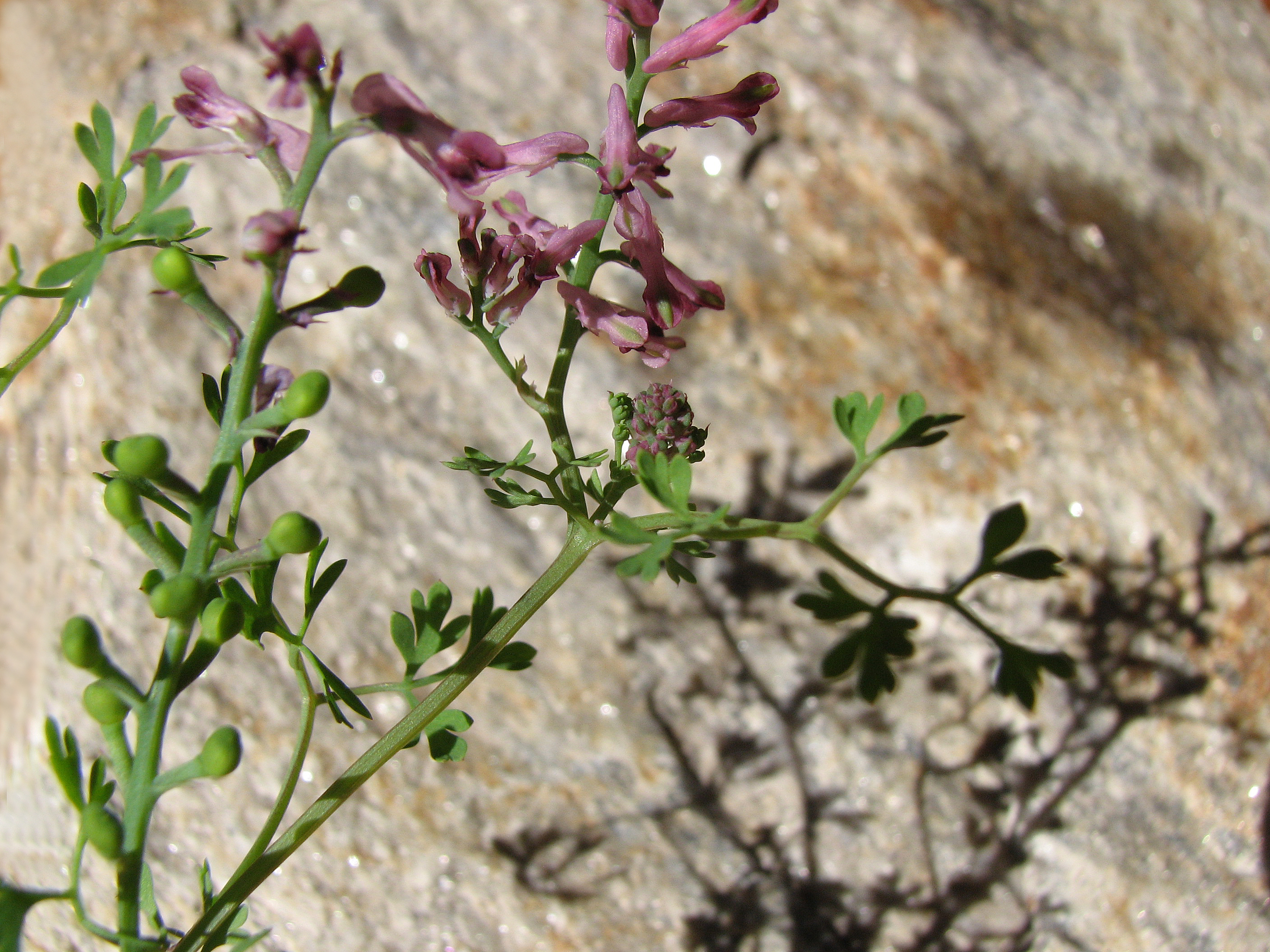 Gewöhnlicher Erdrauch