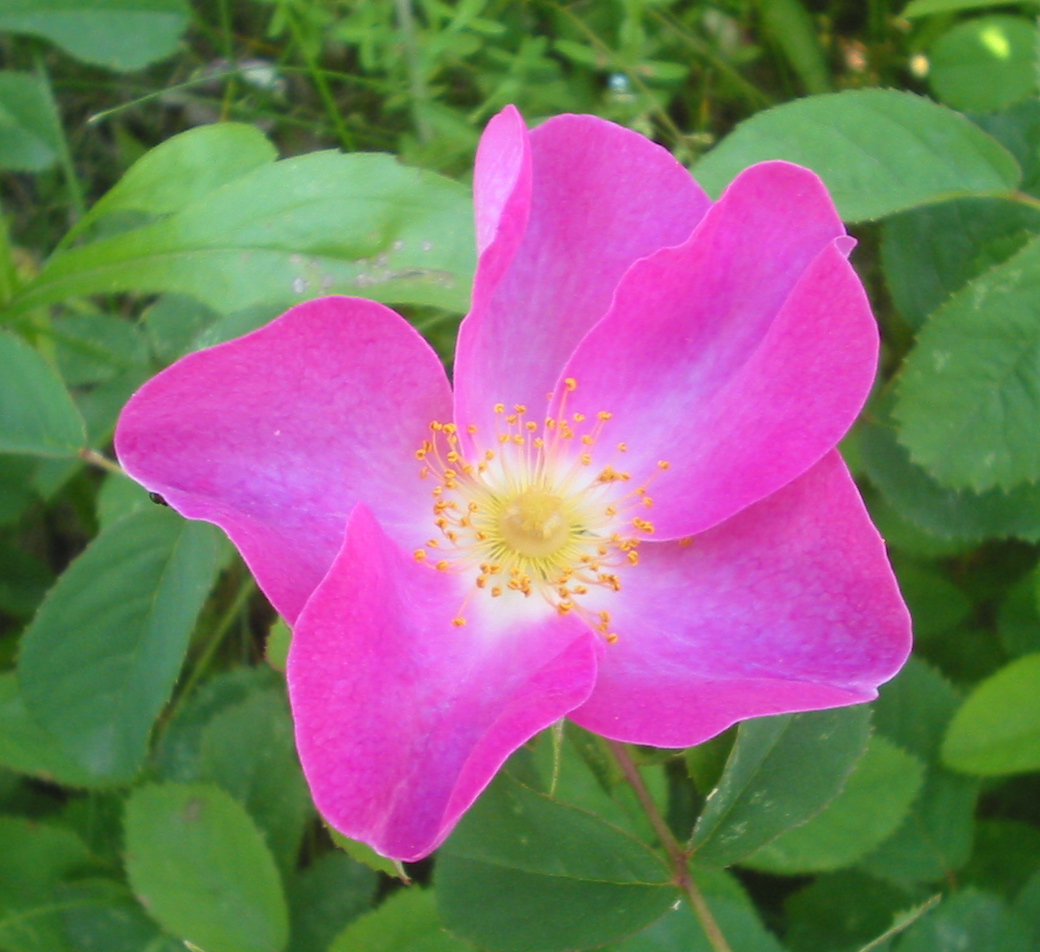 Essigrose-Wildrose