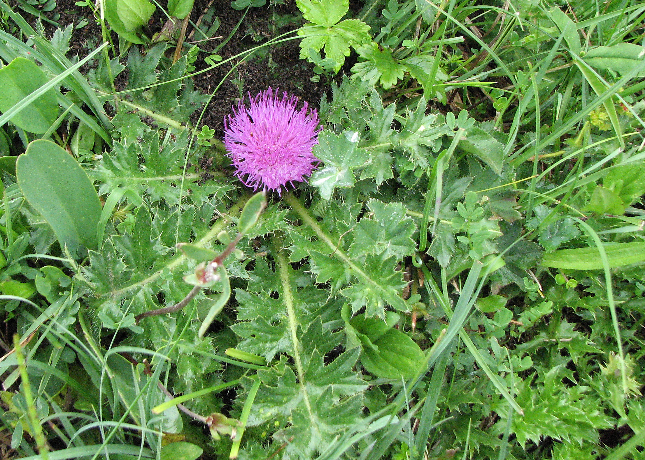 Stängellose Kratzdistel