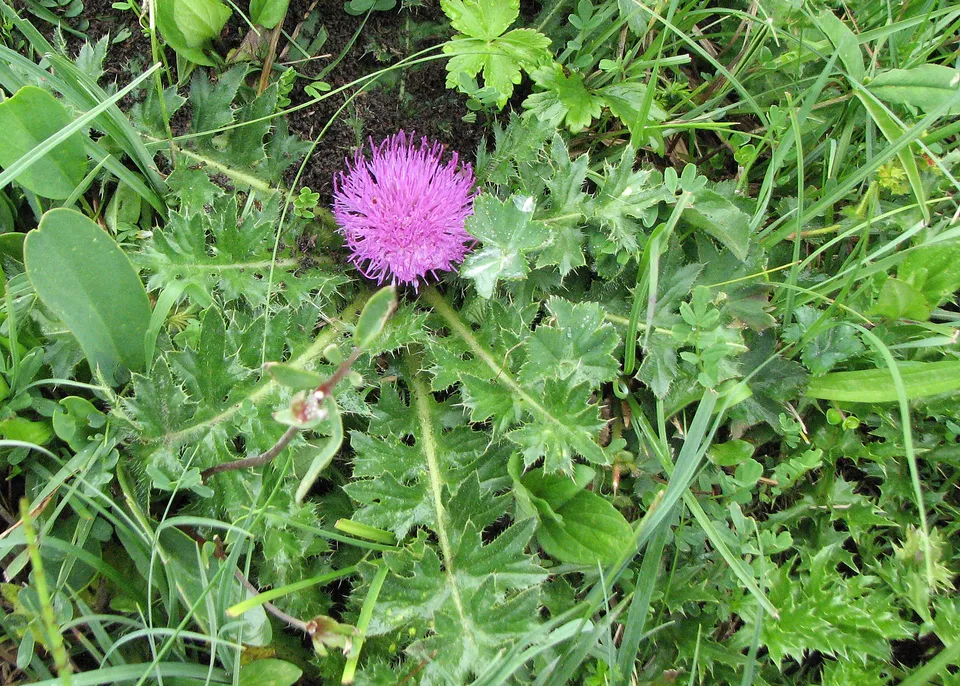 Stängellose Kratzdistel