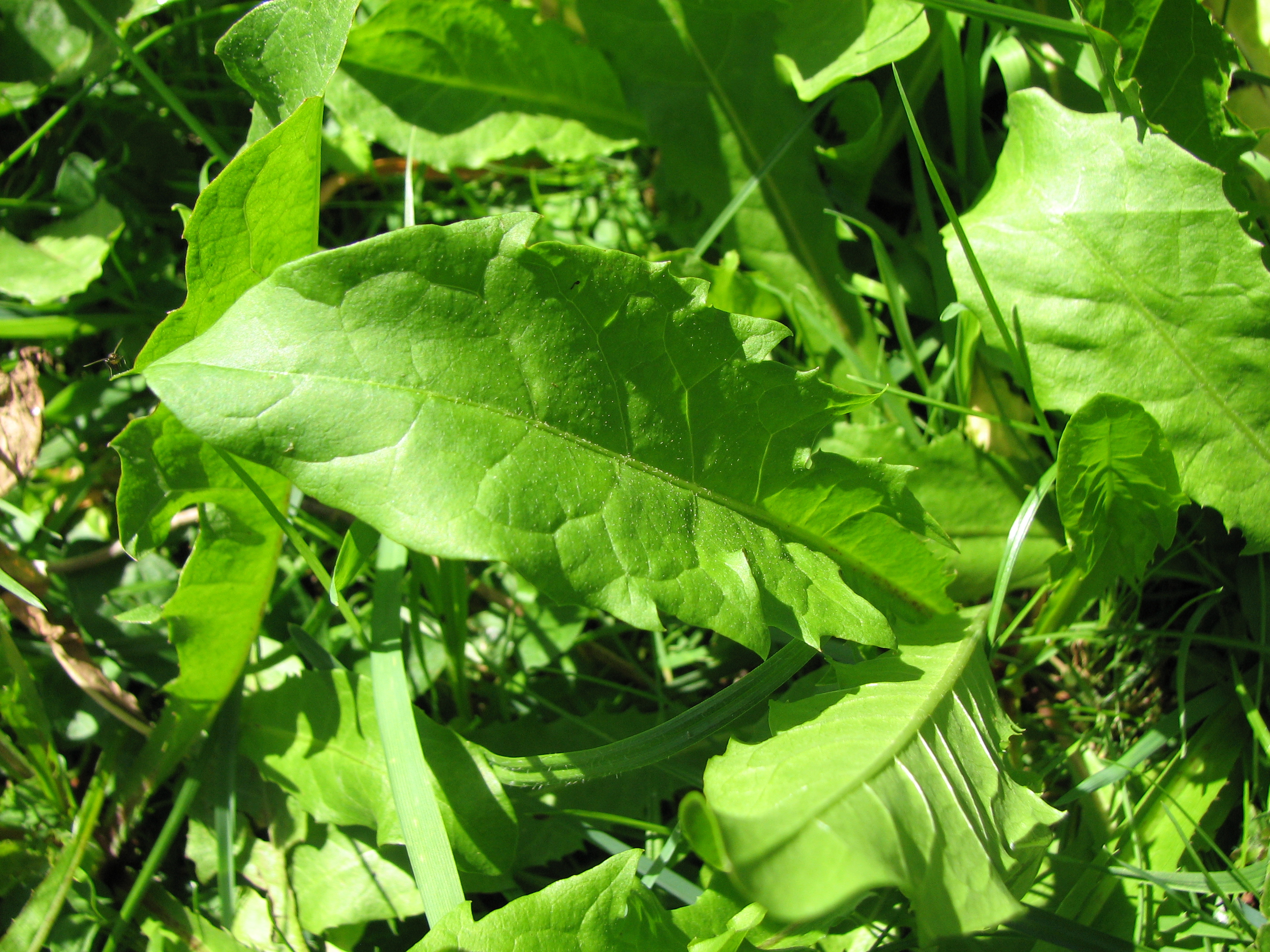 Gewöhnlicher Löwenzahn