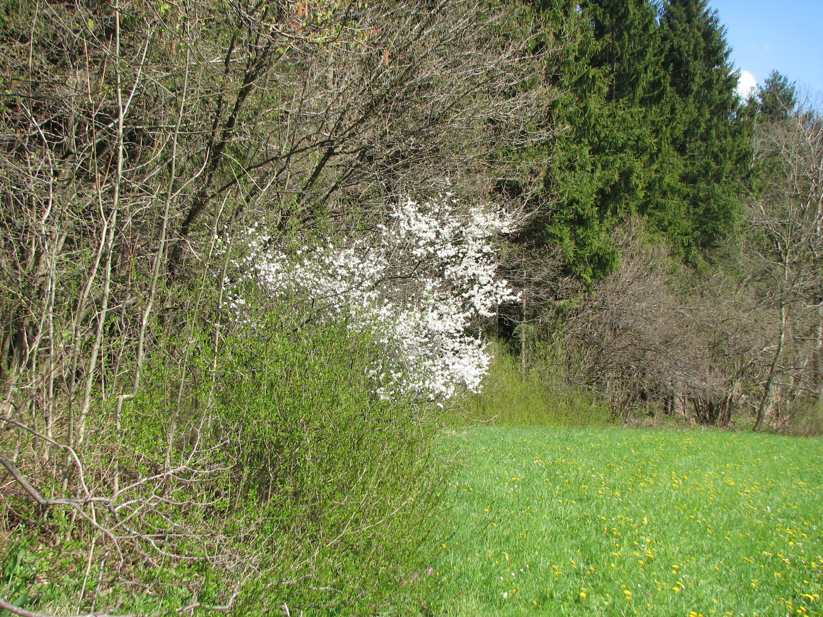 Schlehdorn
