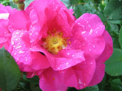 Apothekerrose