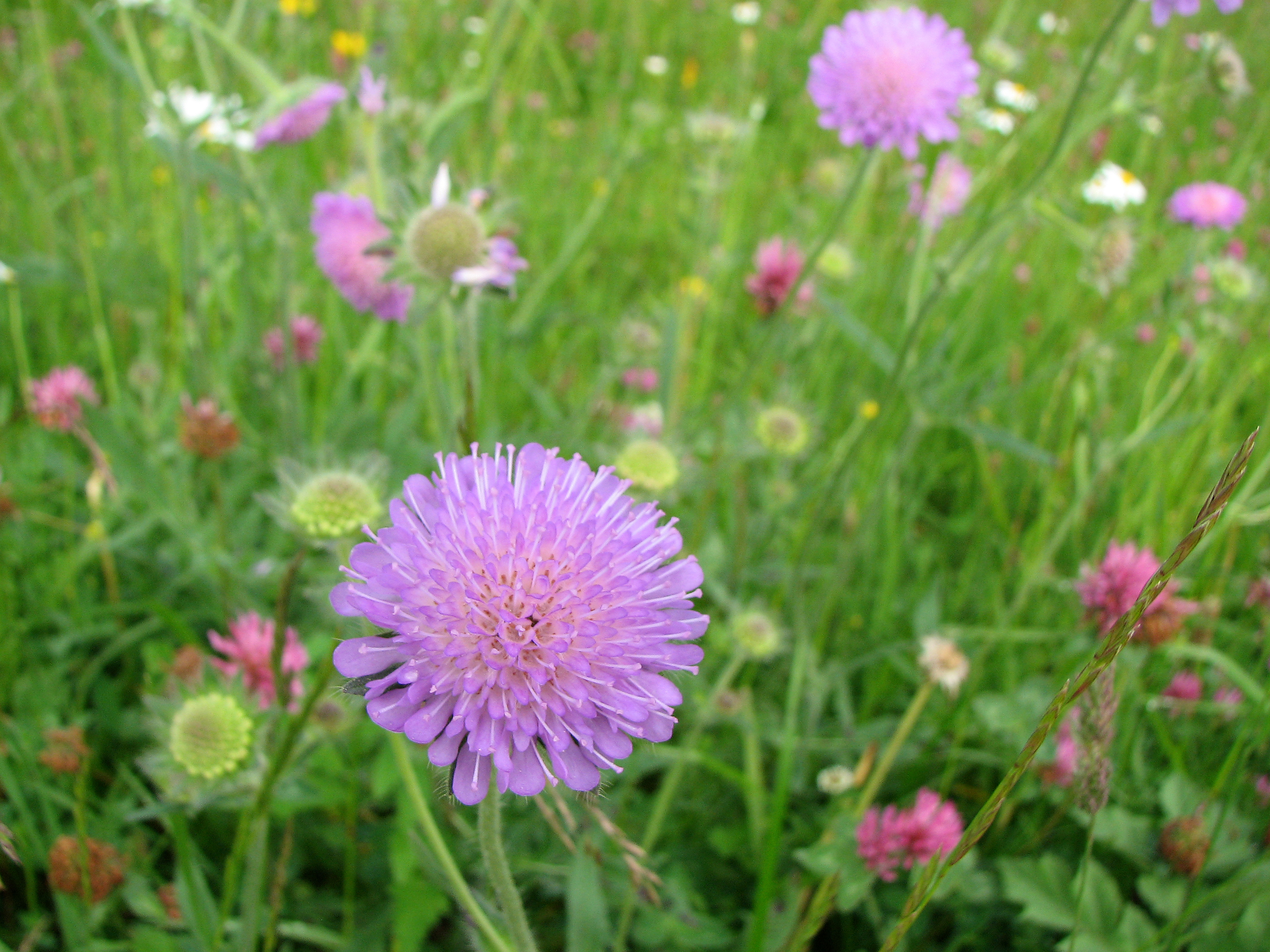 Wiesenwitwenblume