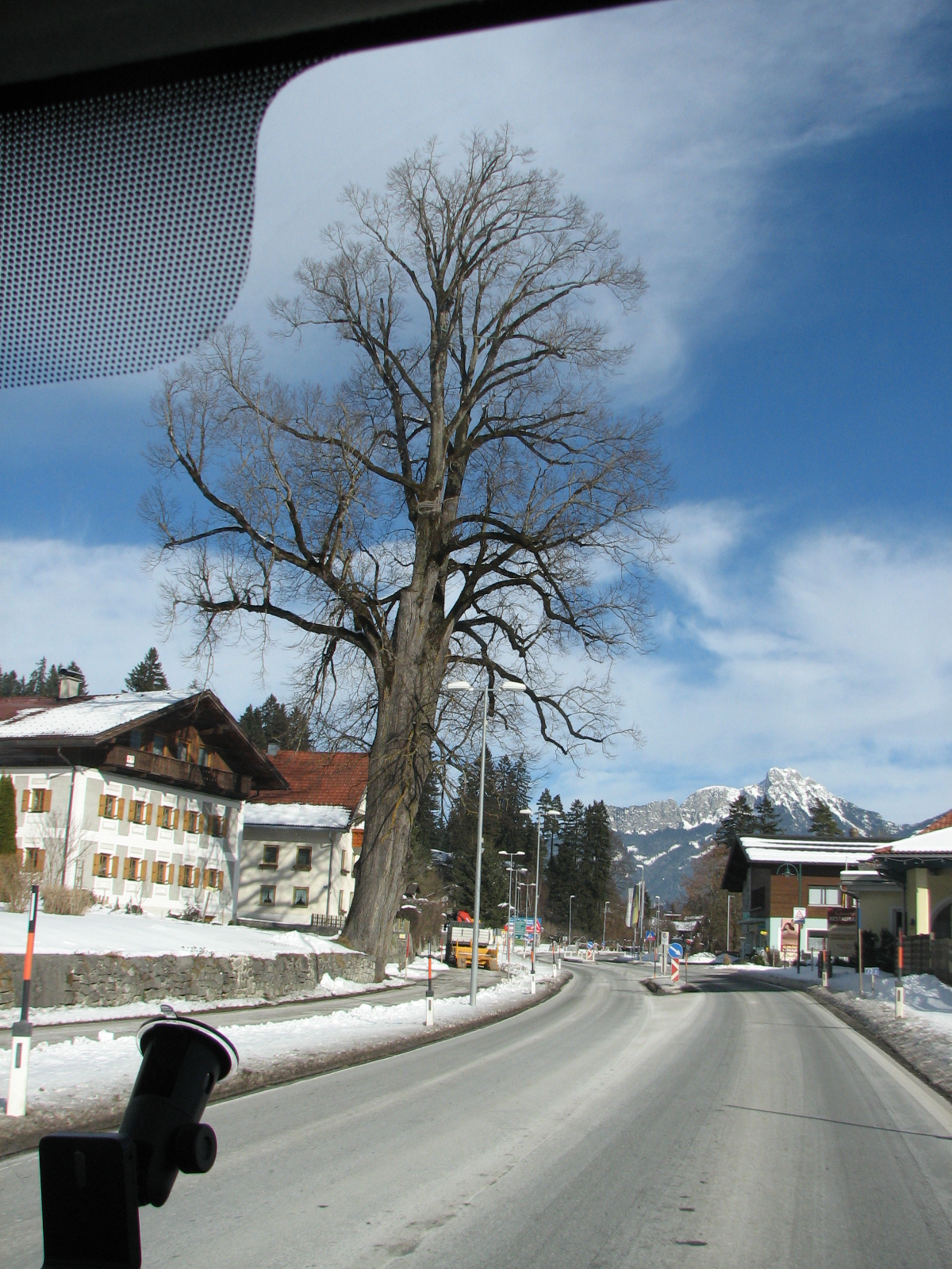 Winterlinde