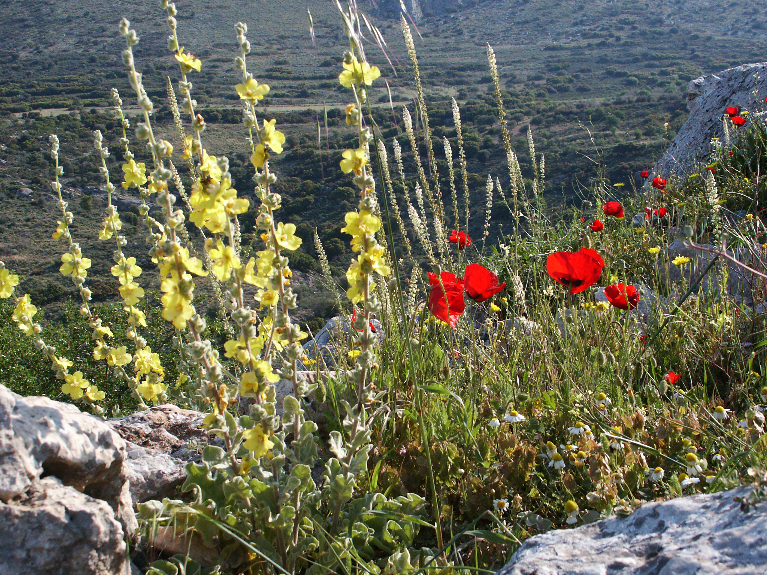 Feinwellige Königskerze