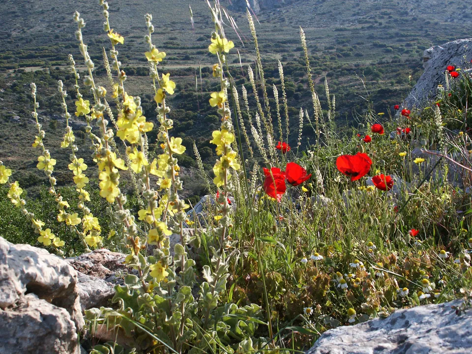 Feinwellige Königskerze